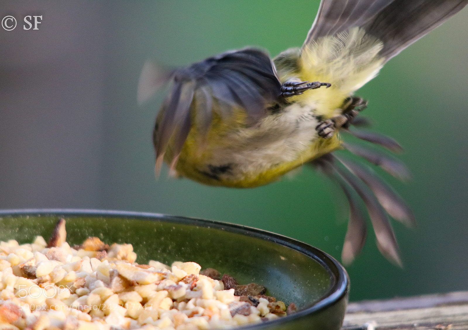 Canon EOS 750D (EOS Rebel T6i / EOS Kiss X8i) sample photo. And lift off.... photography