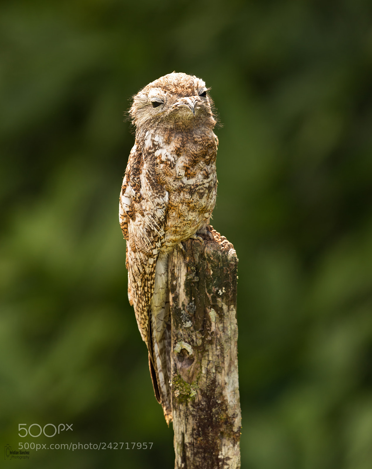 Nikon D4 sample photo. Common potoo photography