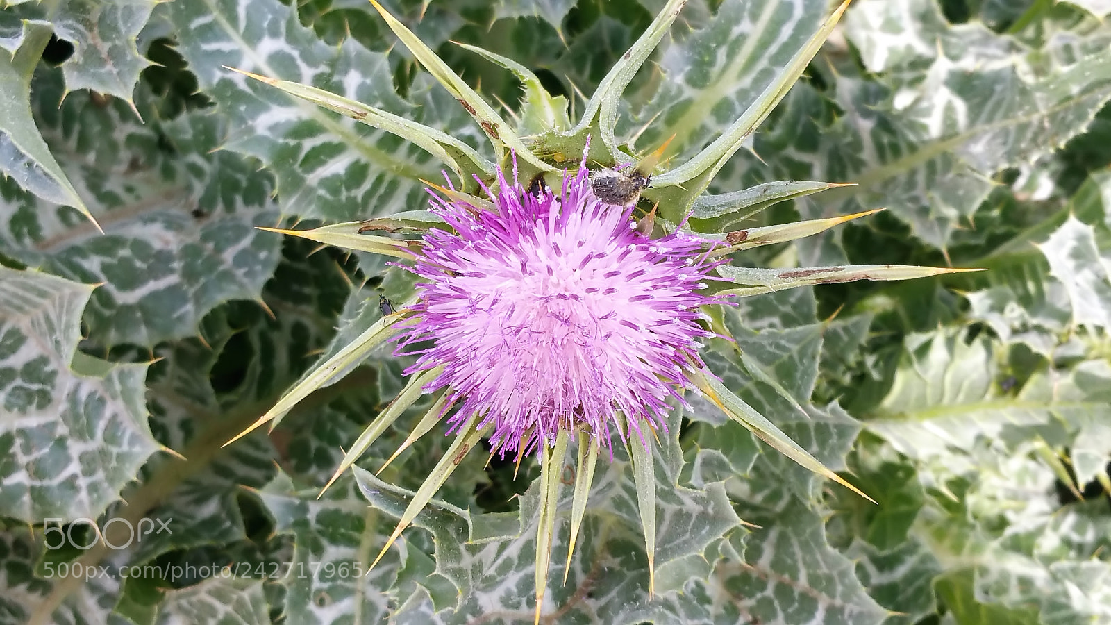 Samsung Galaxy Note Edge sample photo. Sharon park photography