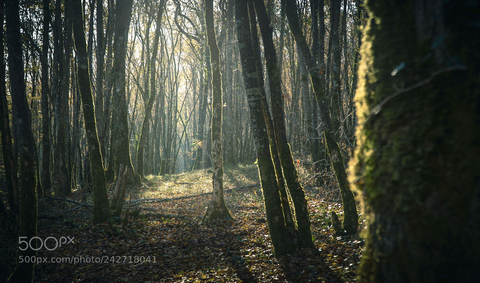 Sony a6500 sample photo. Woods sounds photography