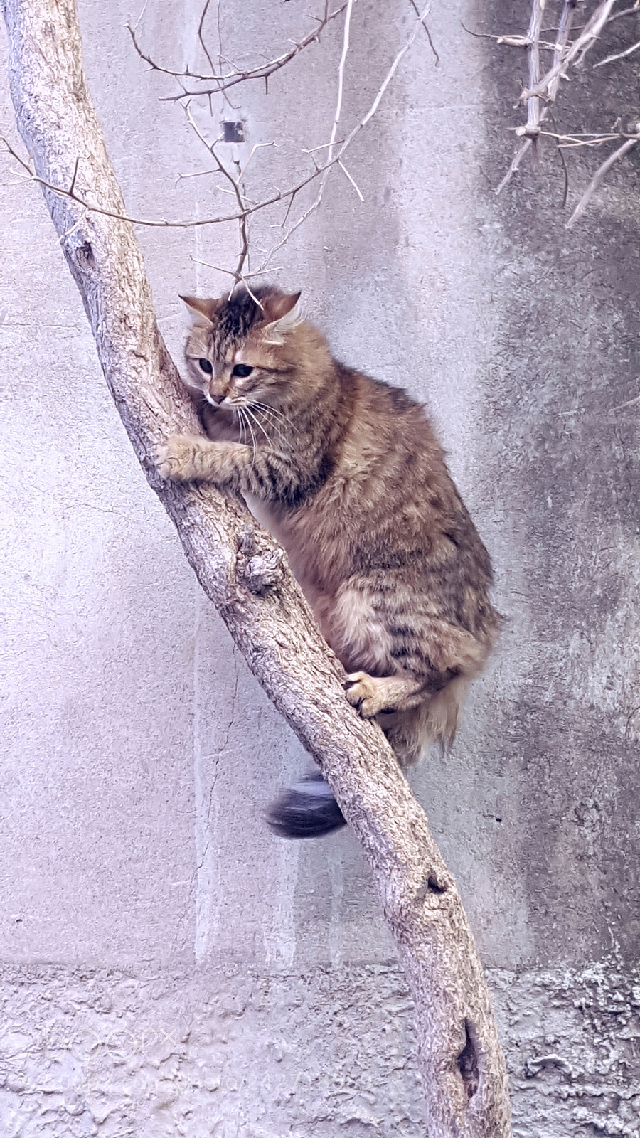 Samsung Galaxy S6 sample photo. Playful kitty photography