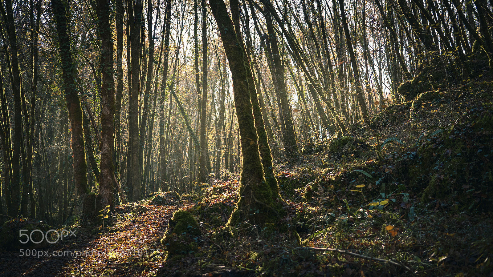 Sony a6500 sample photo. By the forest photography
