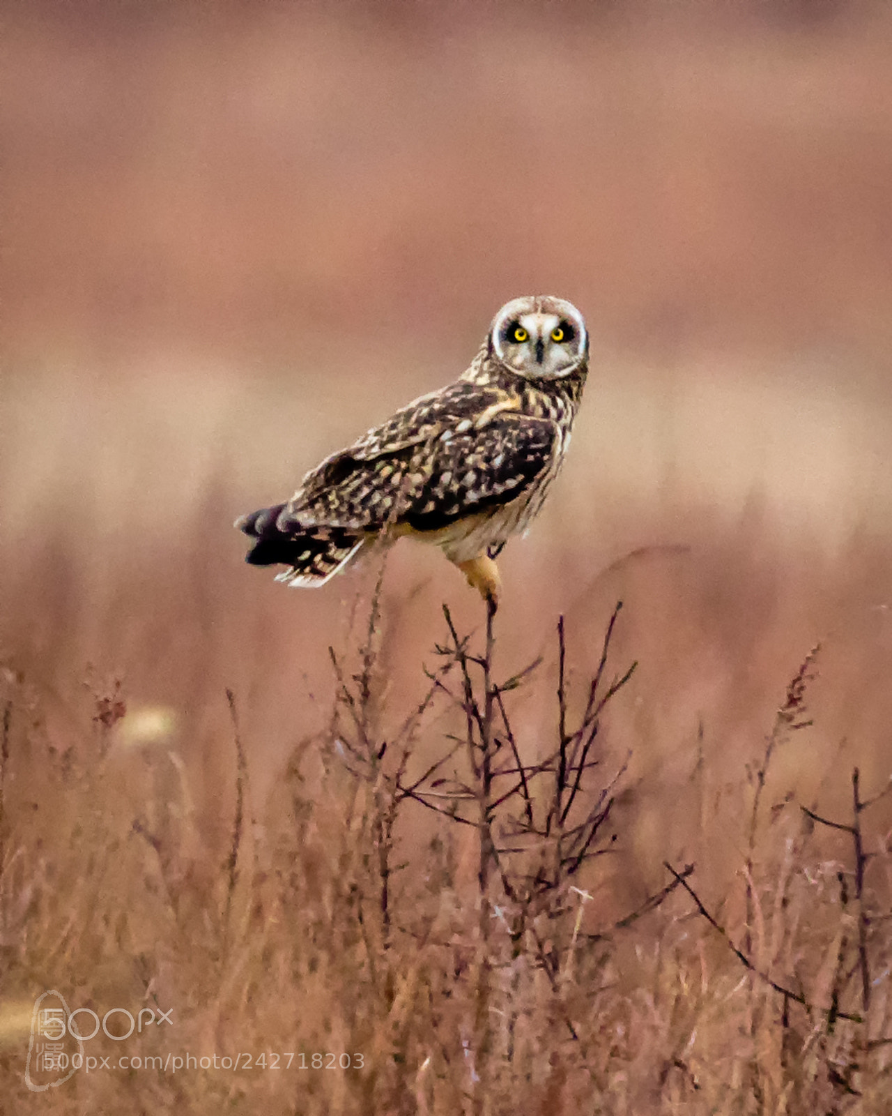 Canon EOS 7D Mark II sample photo. Shortears owl photography
