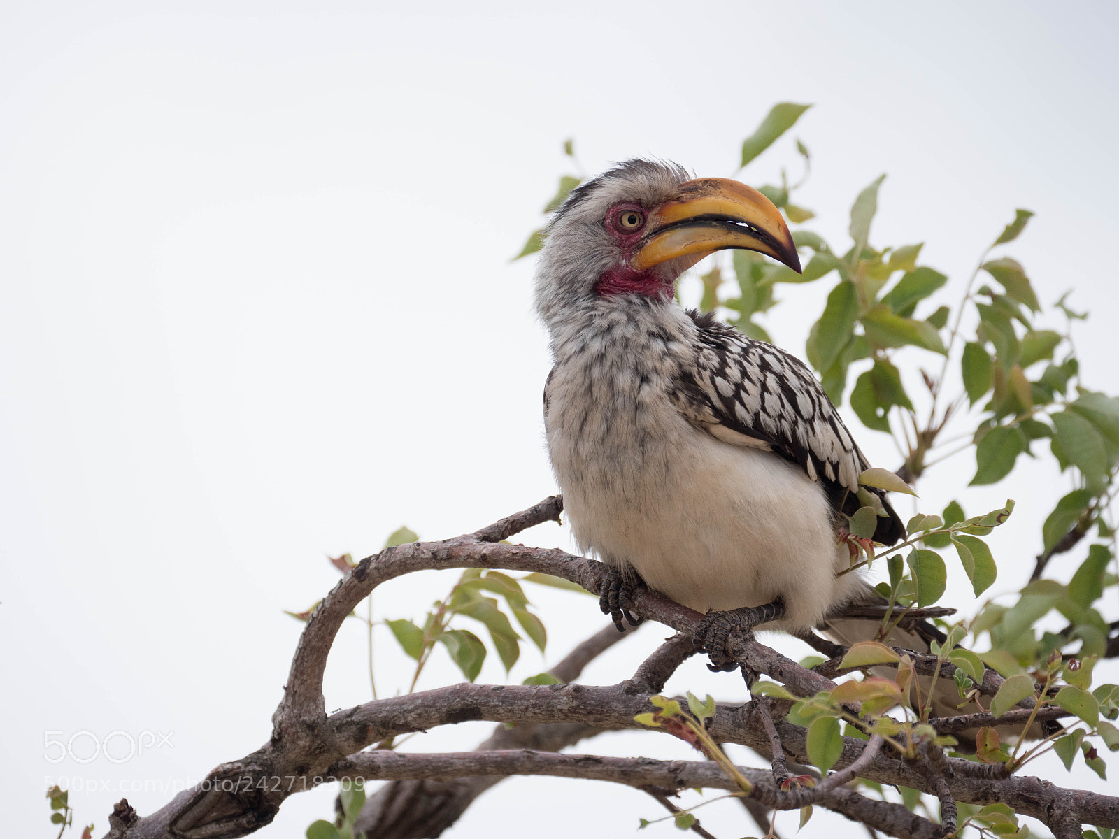Panasonic Lumix DMC-GX8 sample photo. African hornbill photography