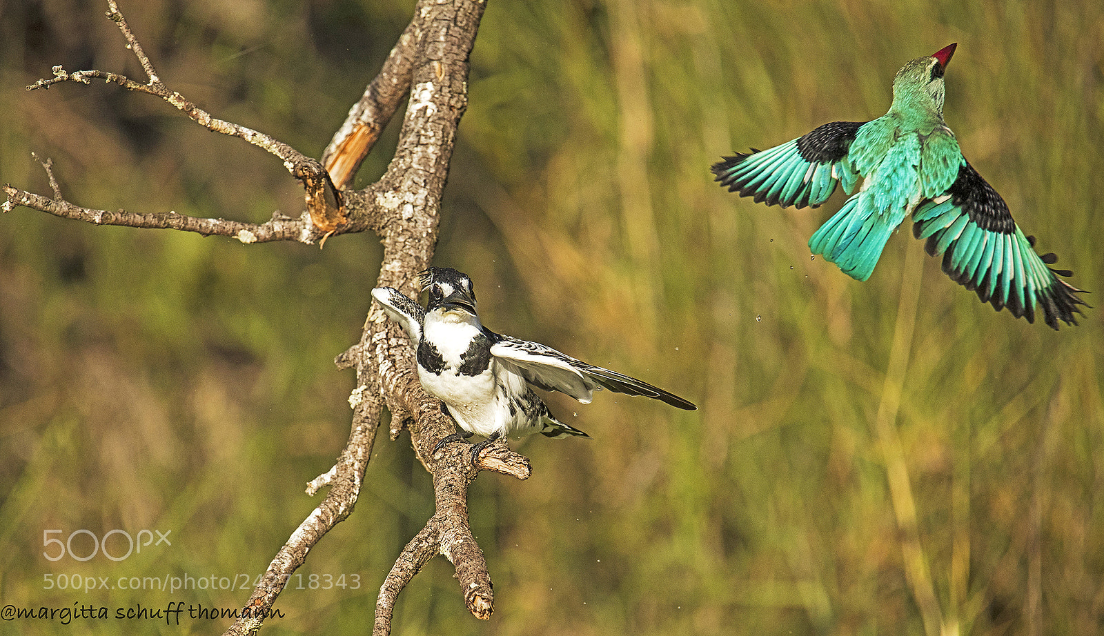 Canon EOS-1D X Mark II sample photo. Kingfishers ... photography