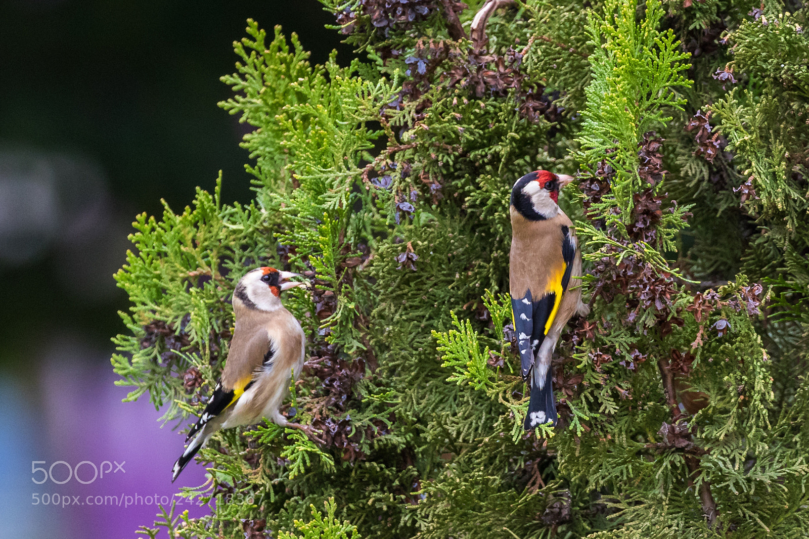 Canon EOS 7D Mark II sample photo. Eating together photography