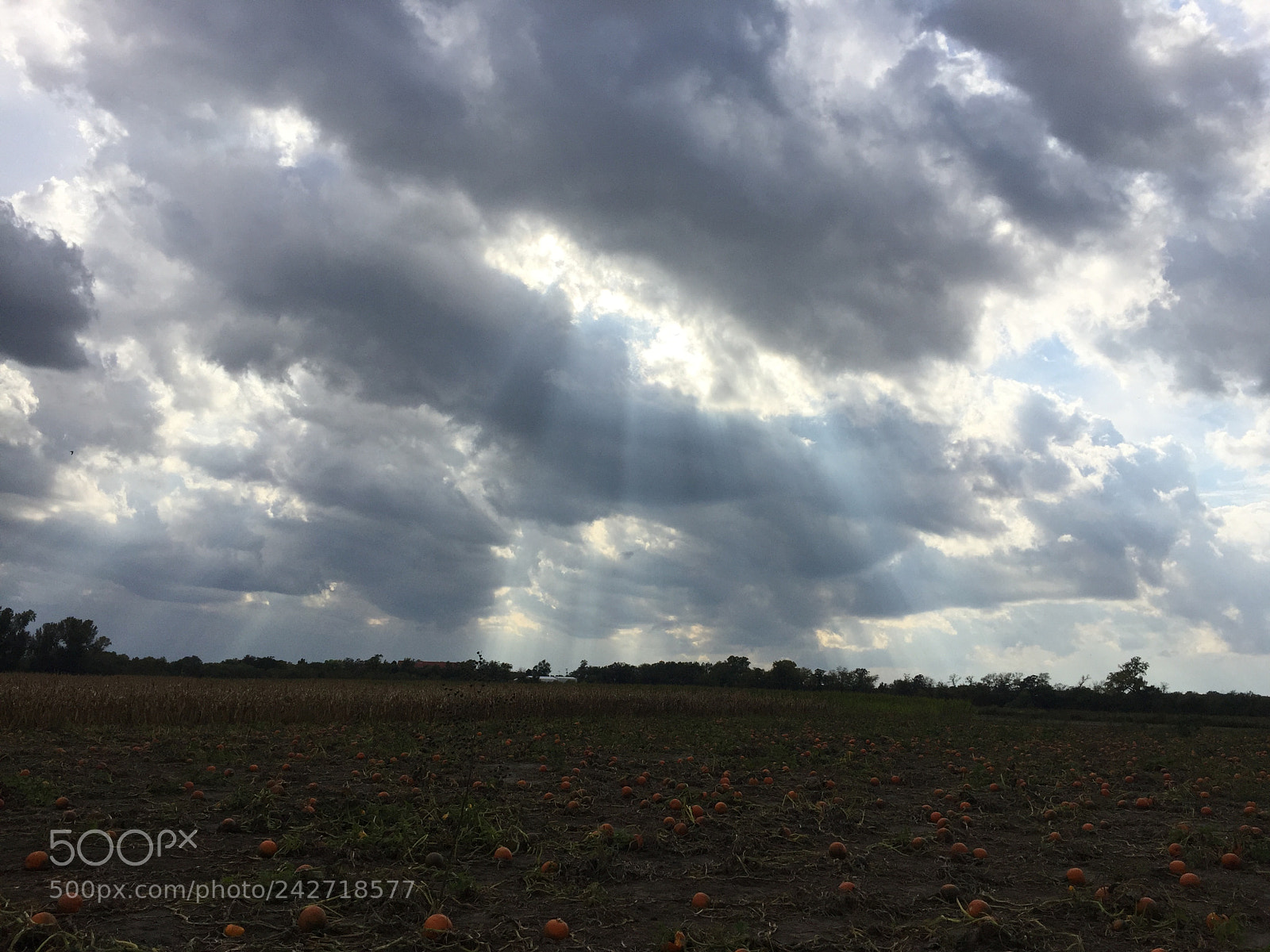 Apple iPhone 6 sample photo. Pumpkin patch, manhattan, kansas photography