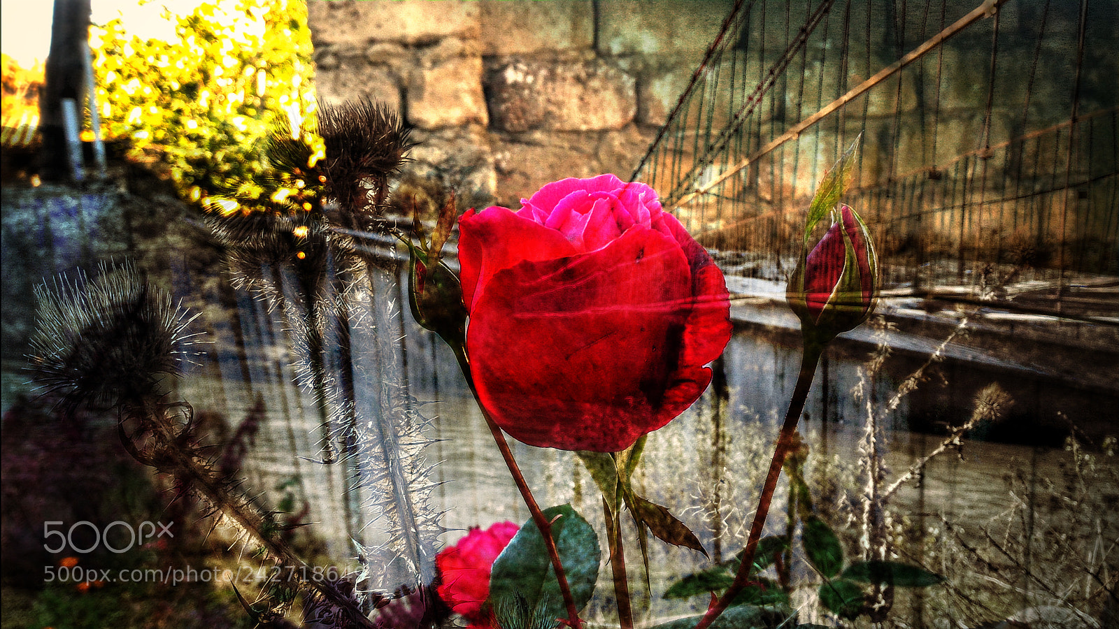 ASUS ZenFone 2 (ZE551ML) sample photo. Flower photography