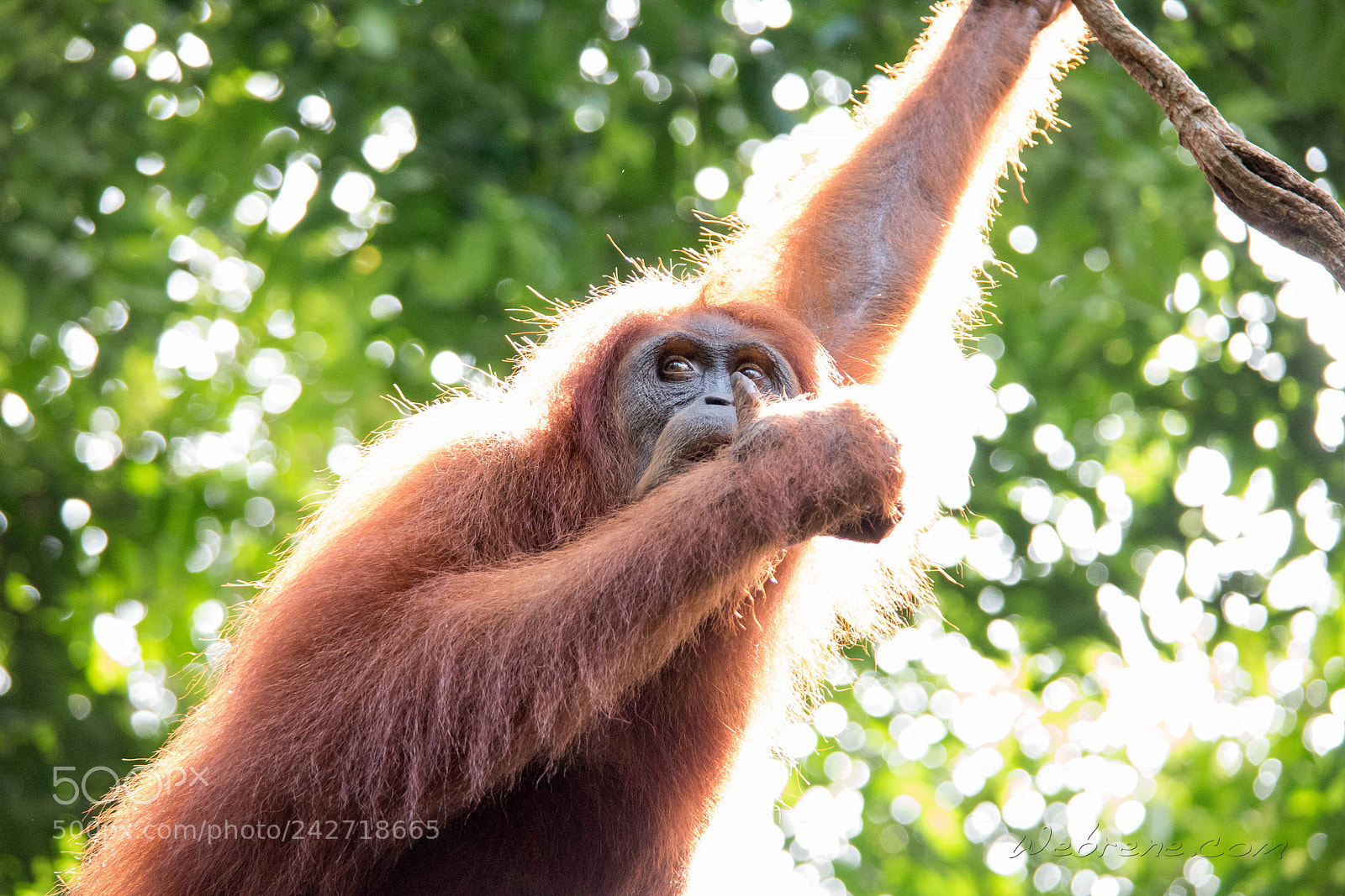 Samsung NX500 sample photo. Thumbs up for bukit photography