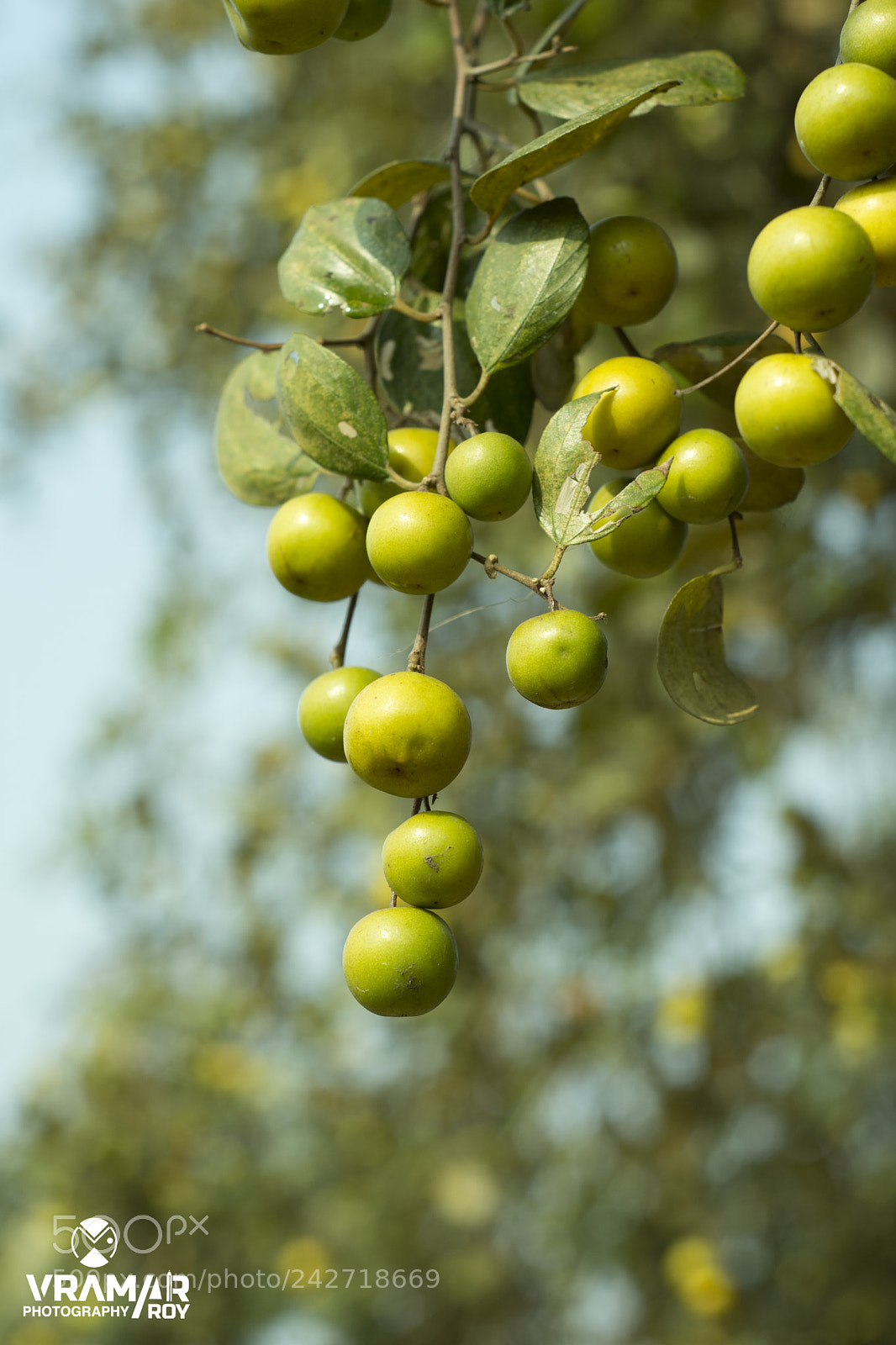 Nikon D7200 sample photo. Plum photography
