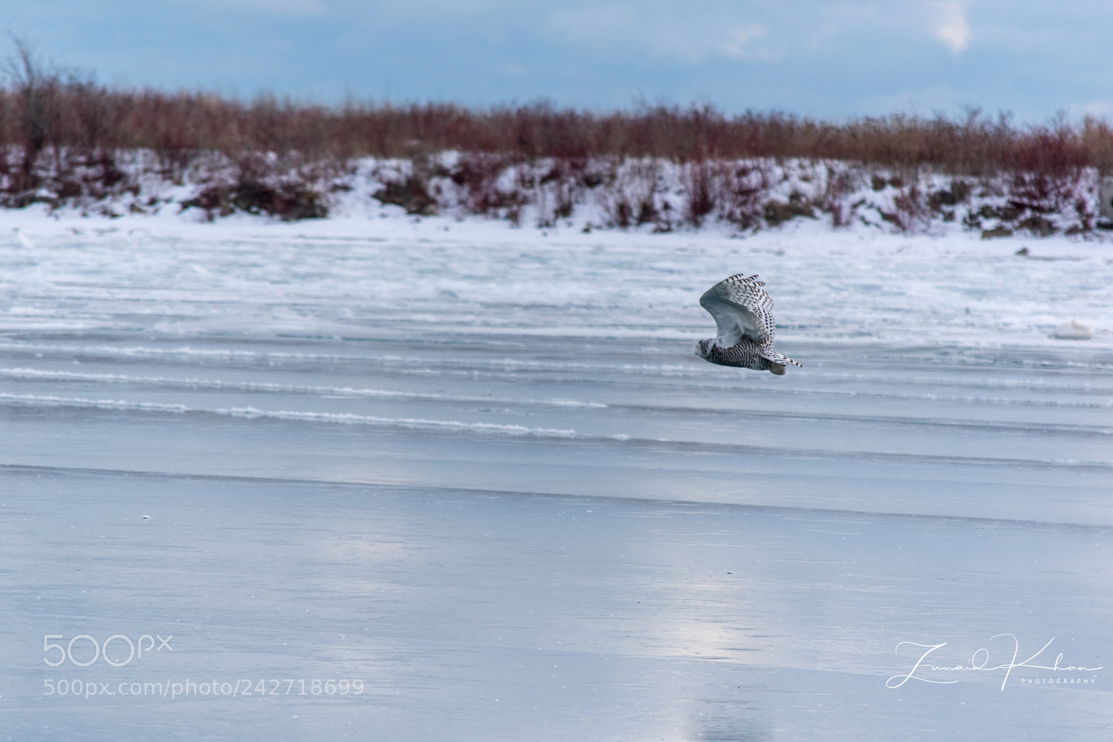 Nikon D3400 sample photo. Snowy owl in flight photography