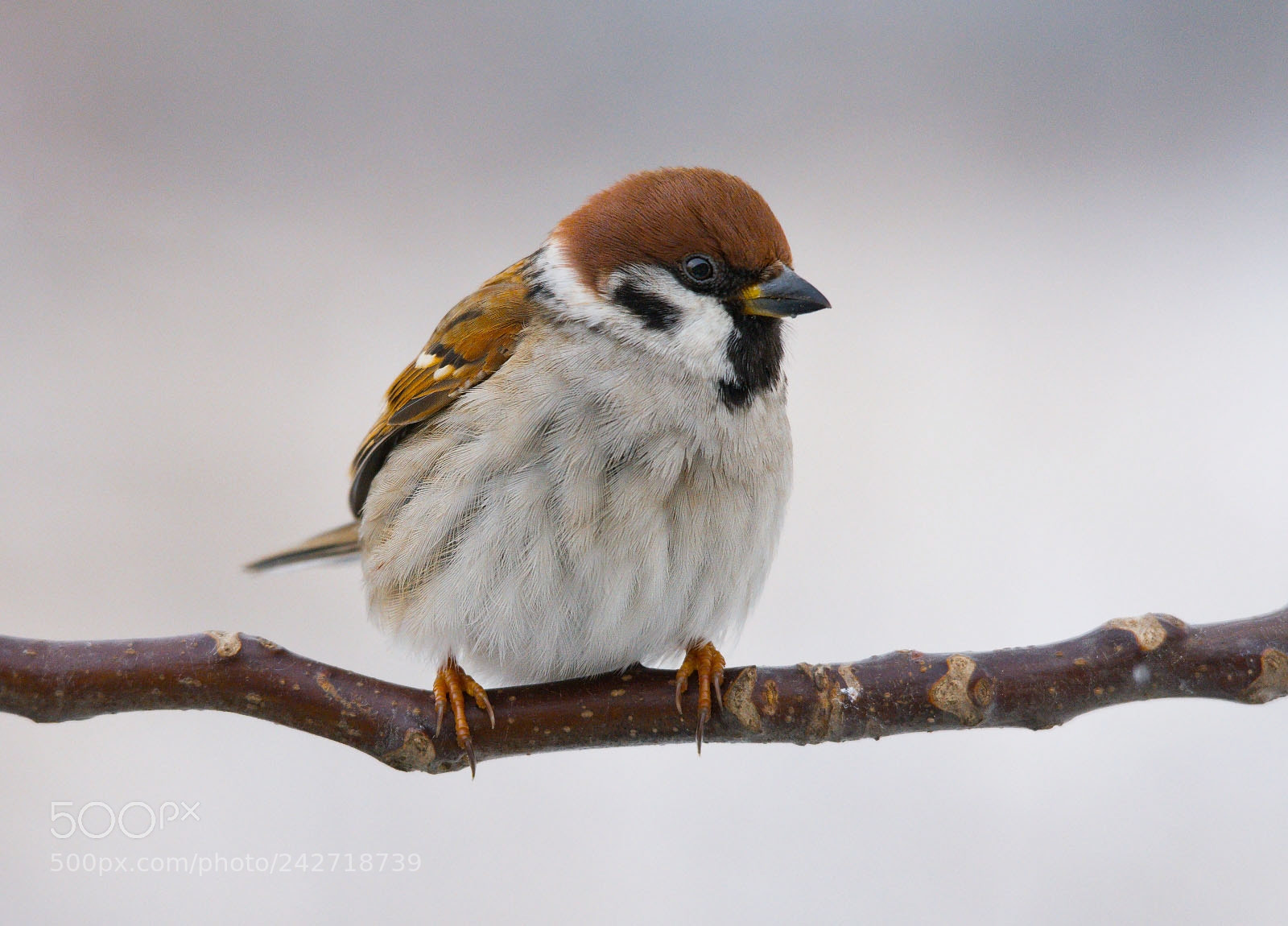 Nikon D7200 sample photo. Tree- sparrow photography