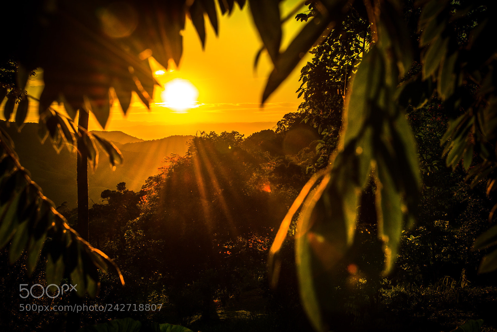 Nikon D800 sample photo. Sunrise in the jungle photography