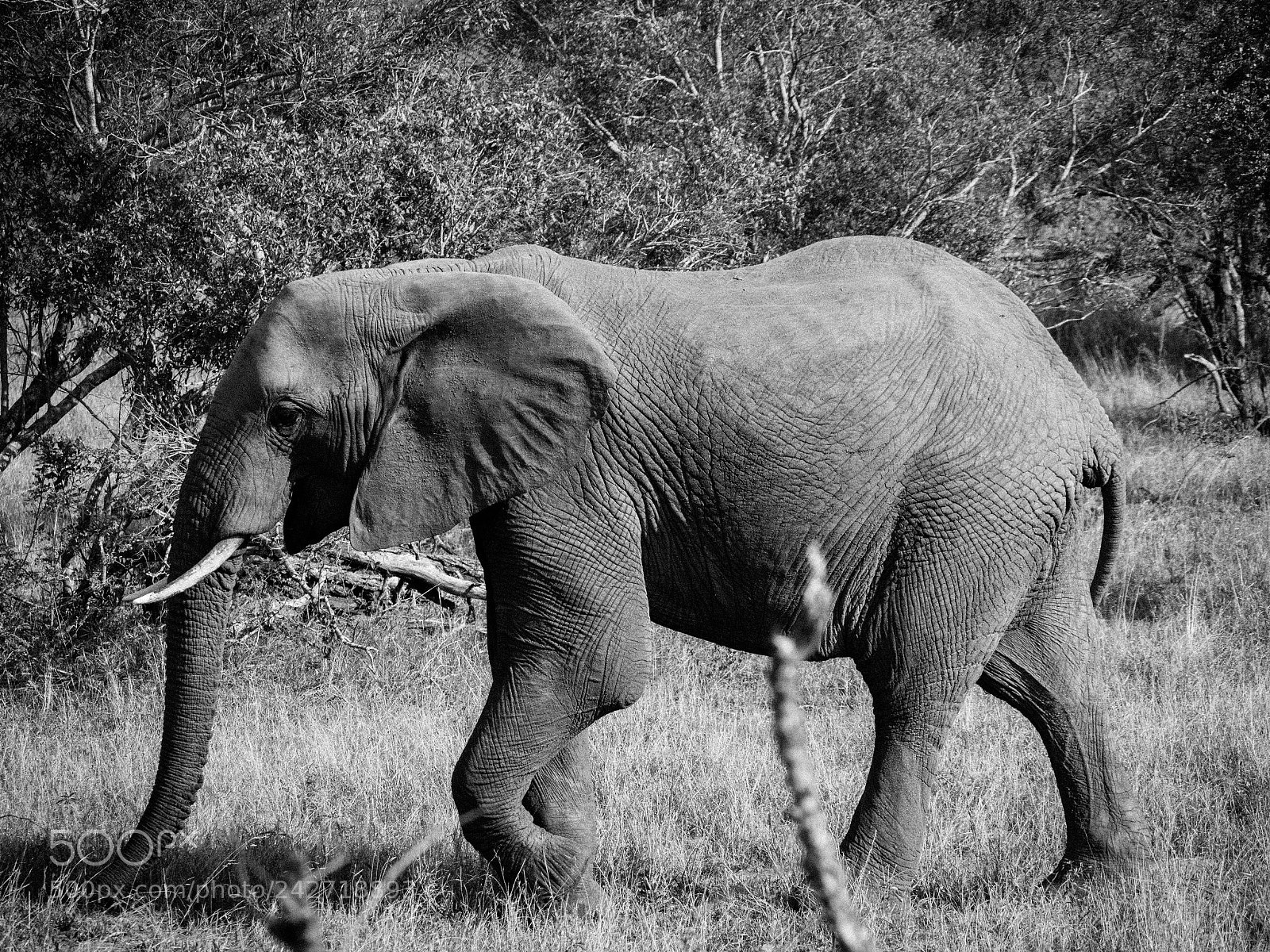 Panasonic Lumix DMC-GX8 sample photo. Elephant walk photography
