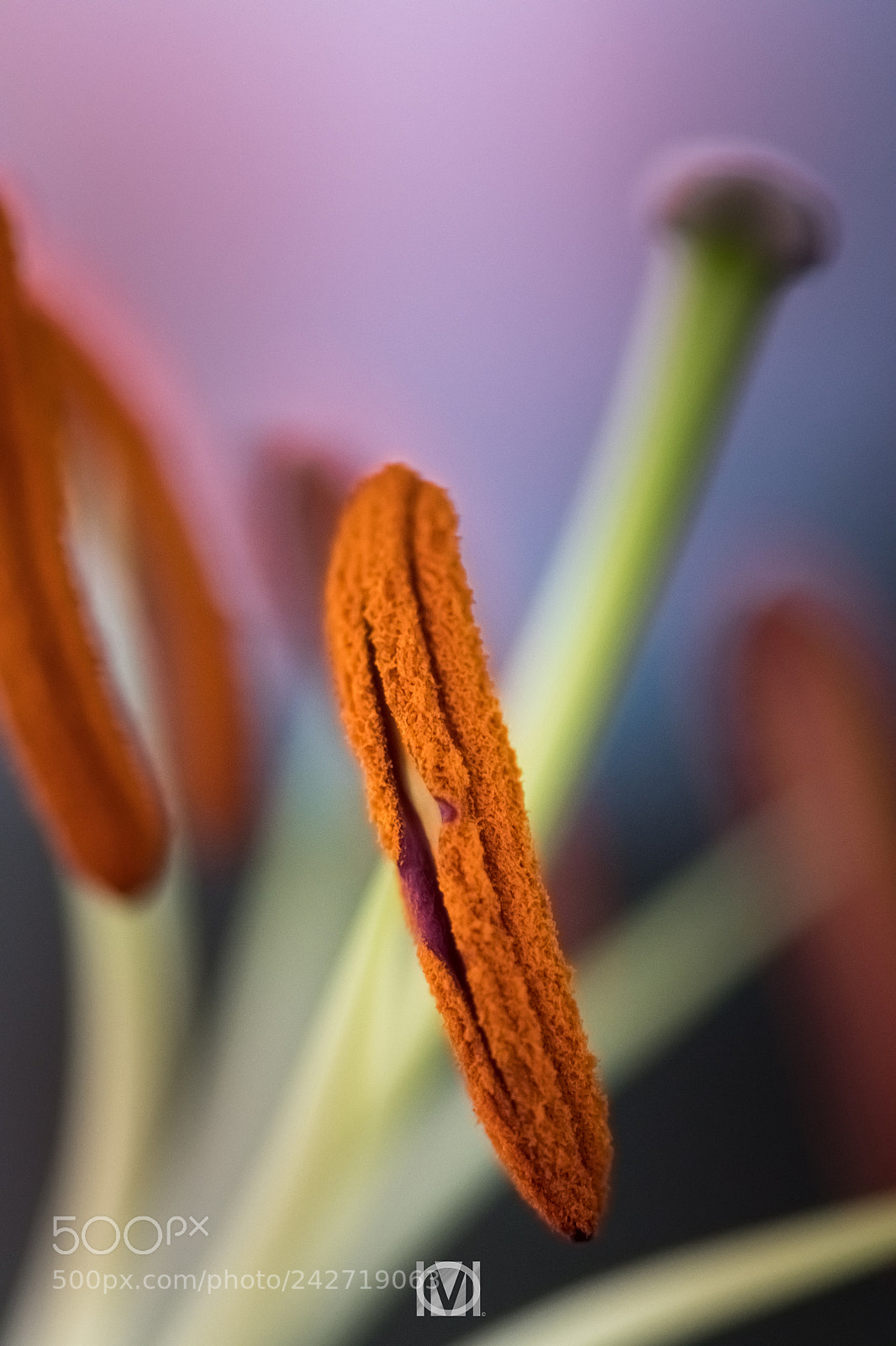 Nikon D850 sample photo. Pollen photography