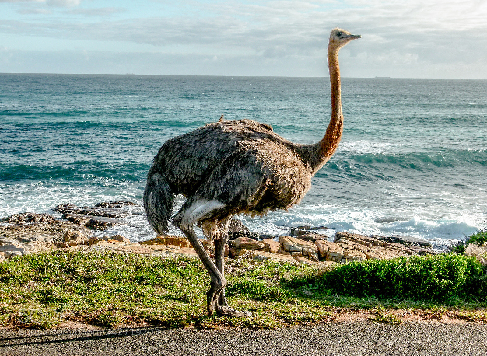 Panasonic Lumix DMC-FZ100 sample photo. Ostrich photography