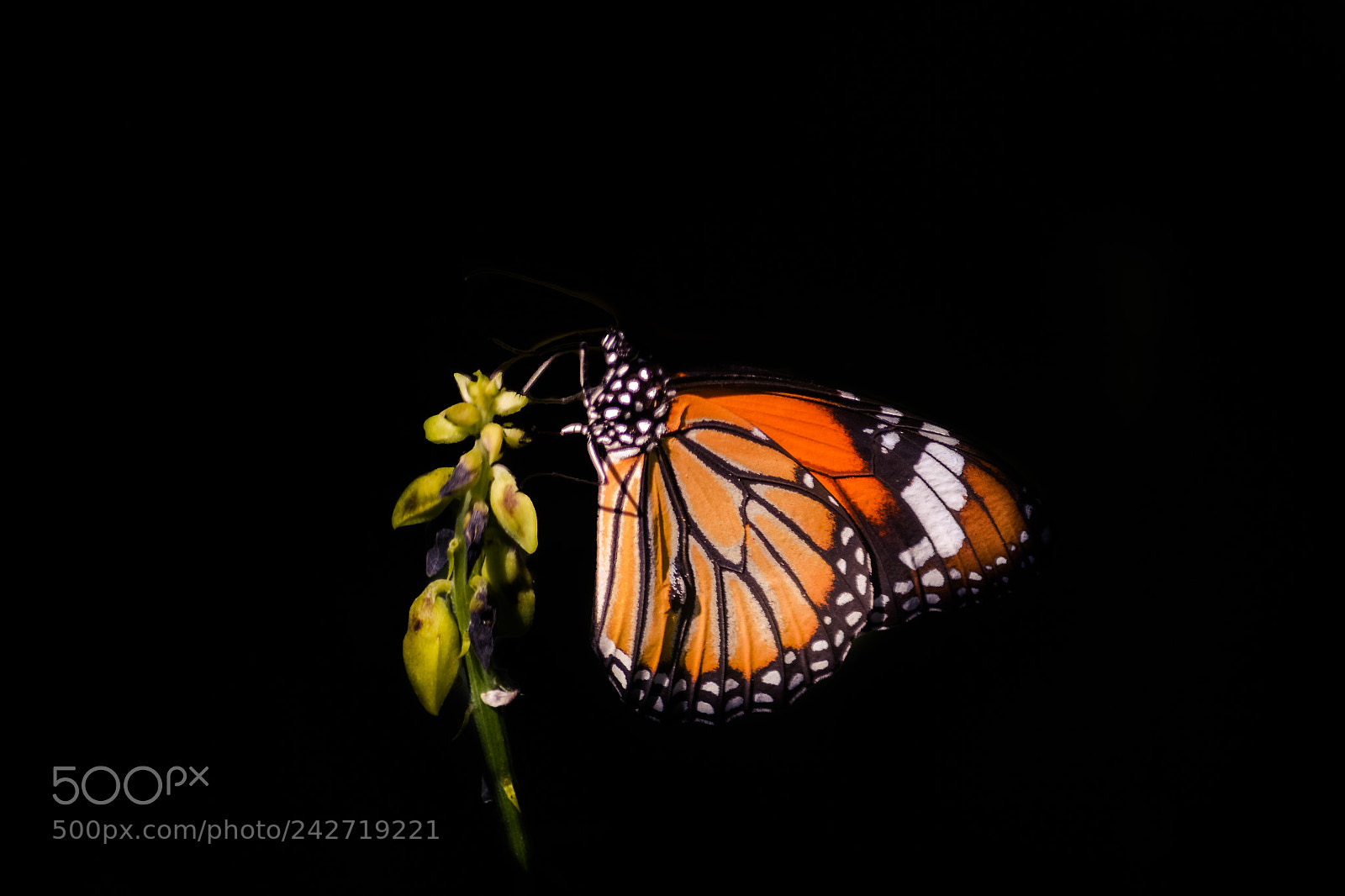 Nikon D5100 sample photo. The common tiger photography