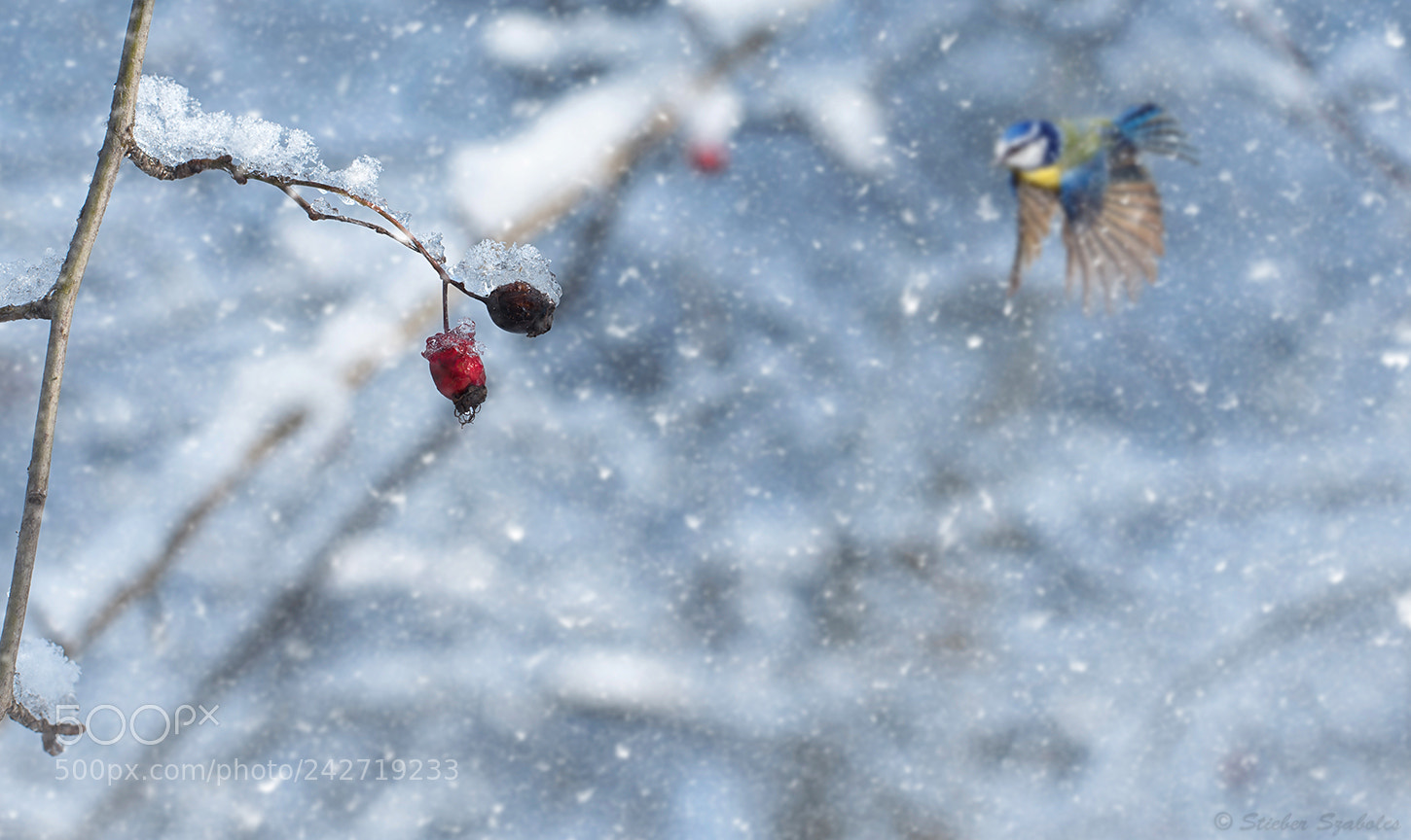 Nikon D750 sample photo. Winter scene photography