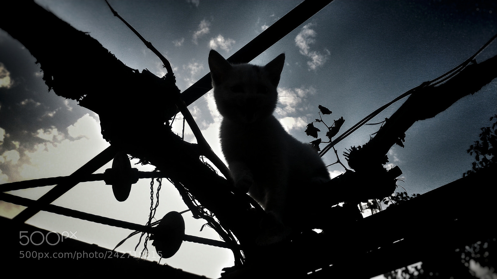 ASUS ZenFone 2 (ZE551ML) sample photo. Cat photography