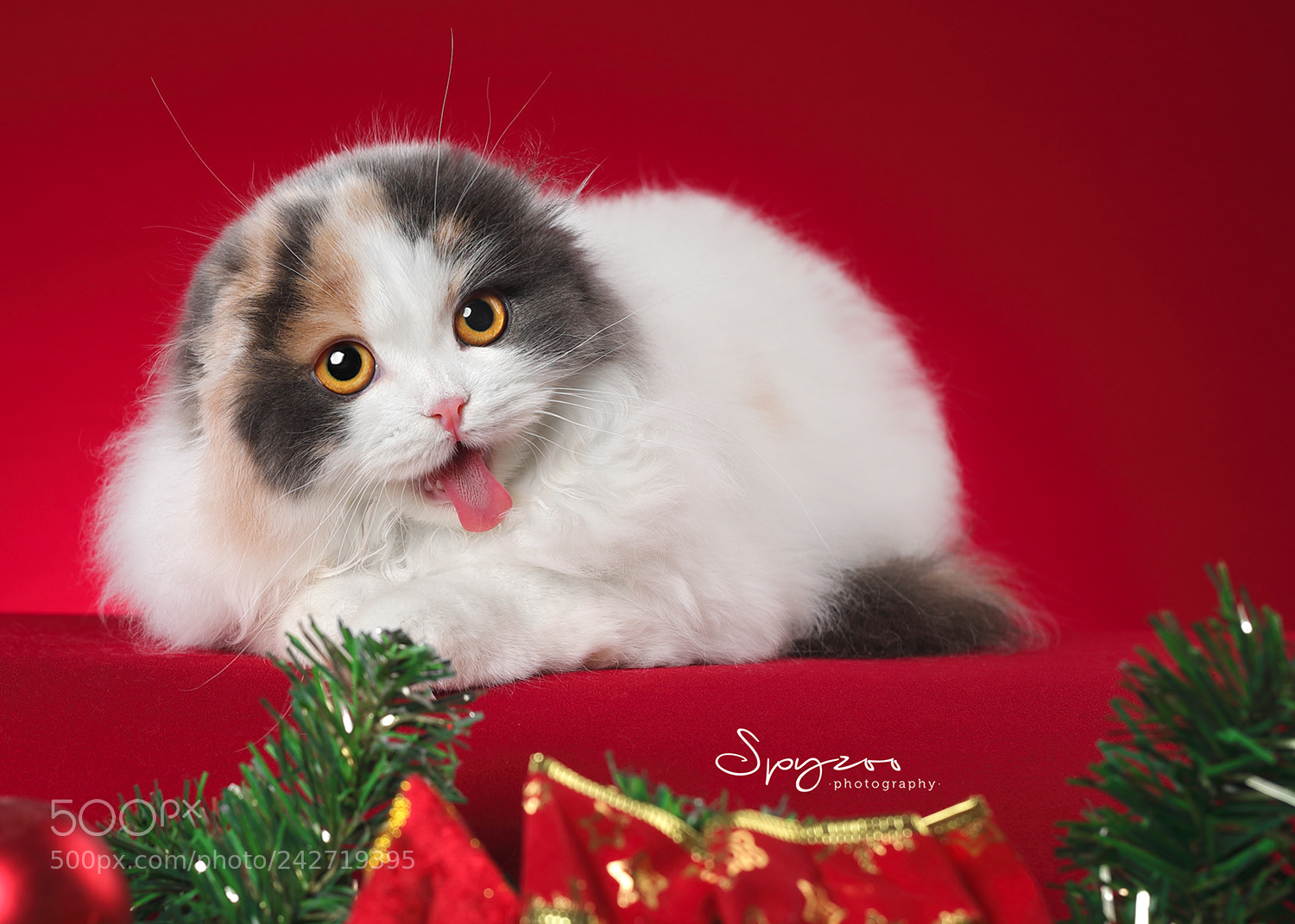 Canon EOS-1D X Mark II sample photo. Scottish fold photography