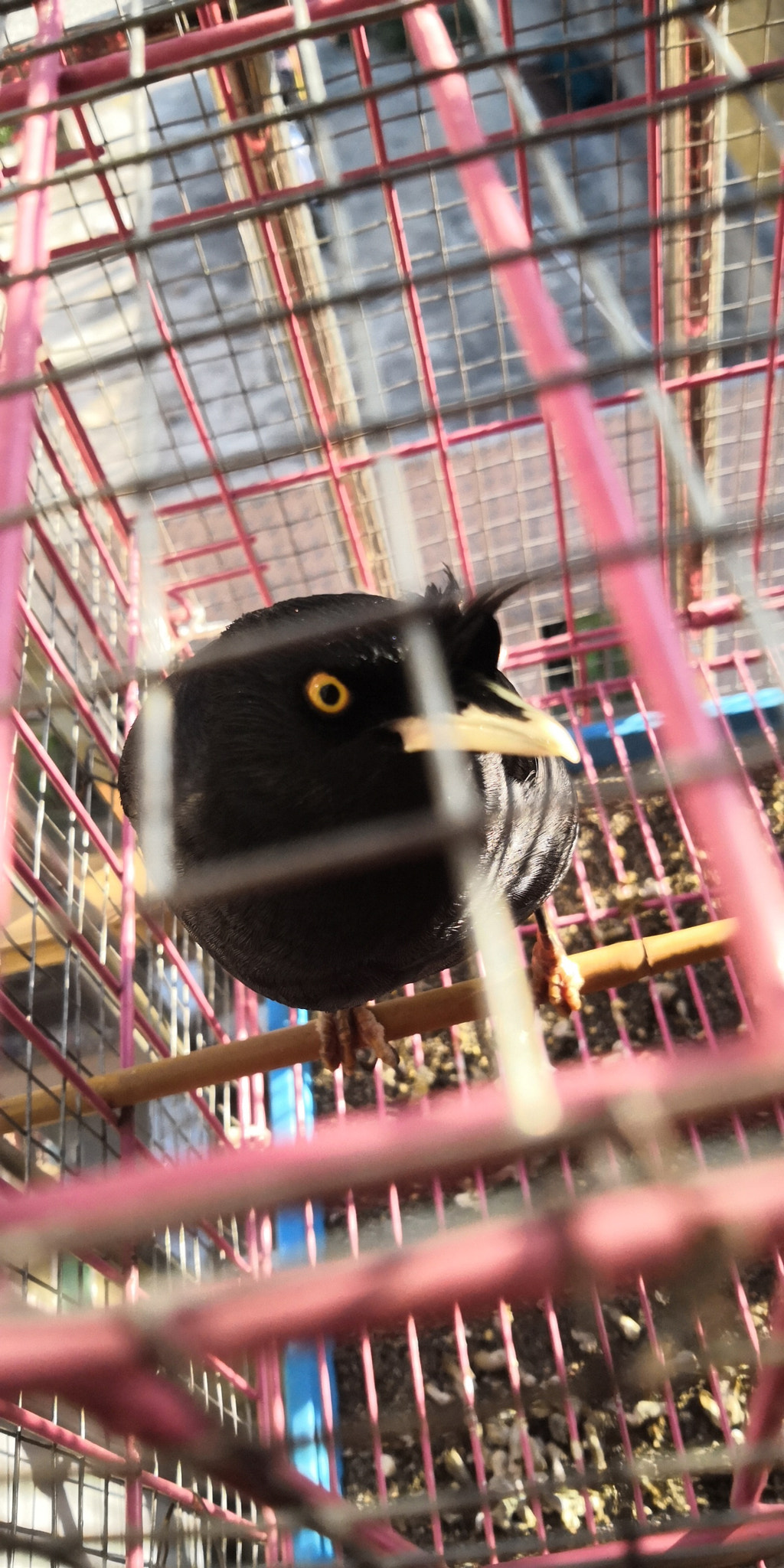 HUAWEI Honor V10 sample photo. 鸟 photography