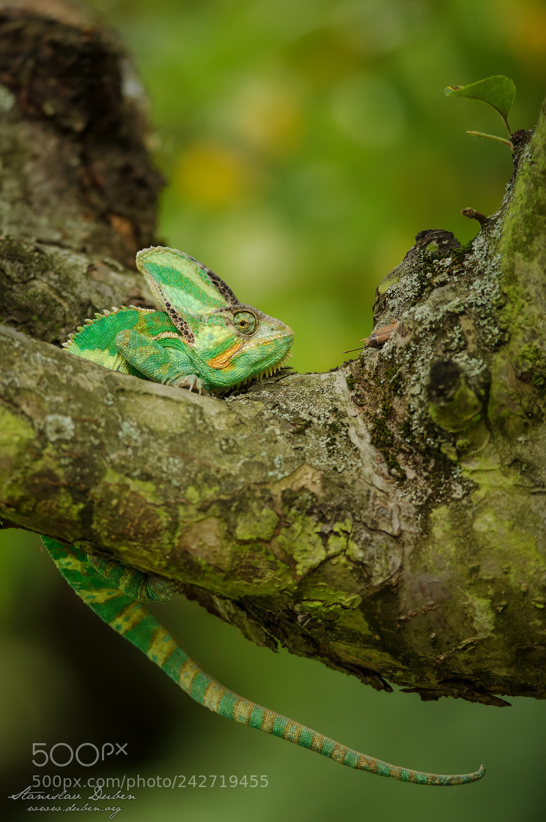 Nikon D3S sample photo. Chameleon photography