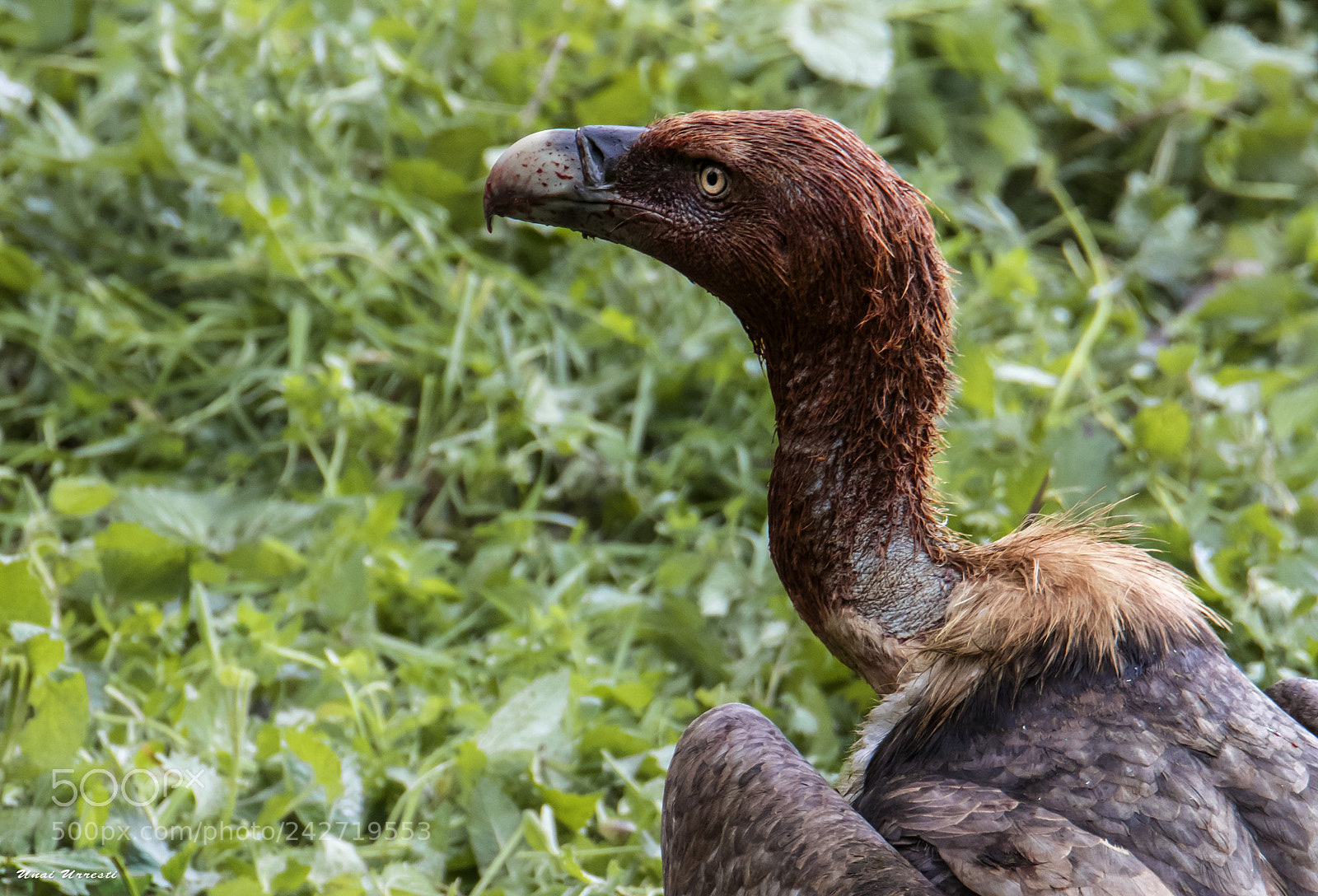 Canon EOS 77D (EOS 9000D / EOS 770D) sample photo. Buitre leonado. photography