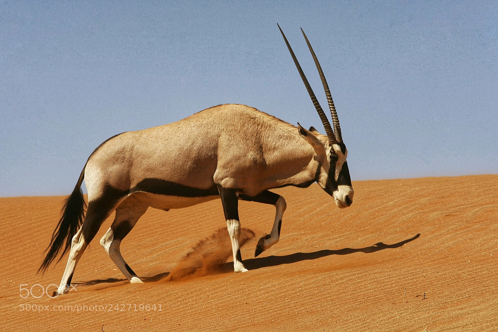 Canon EOS-1D Mark II N sample photo. Oryx walking in the photography