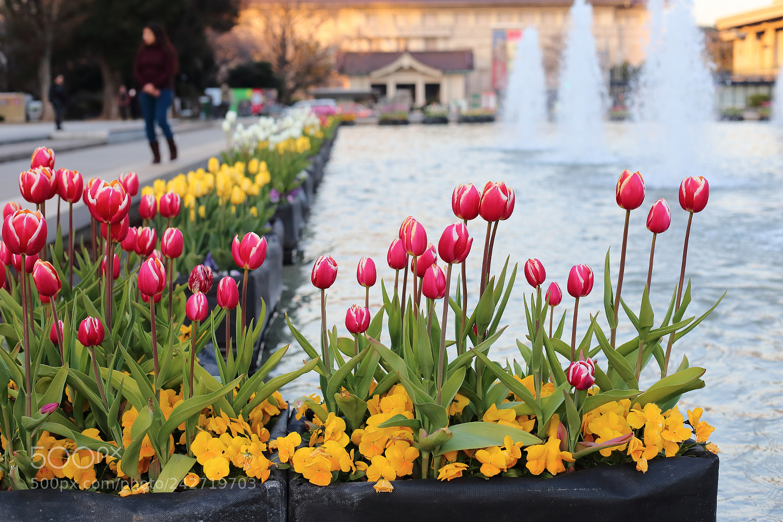 Canon EOS 6D + Canon EF 50mm F1.4 USM sample photo. Flowers in winter photography