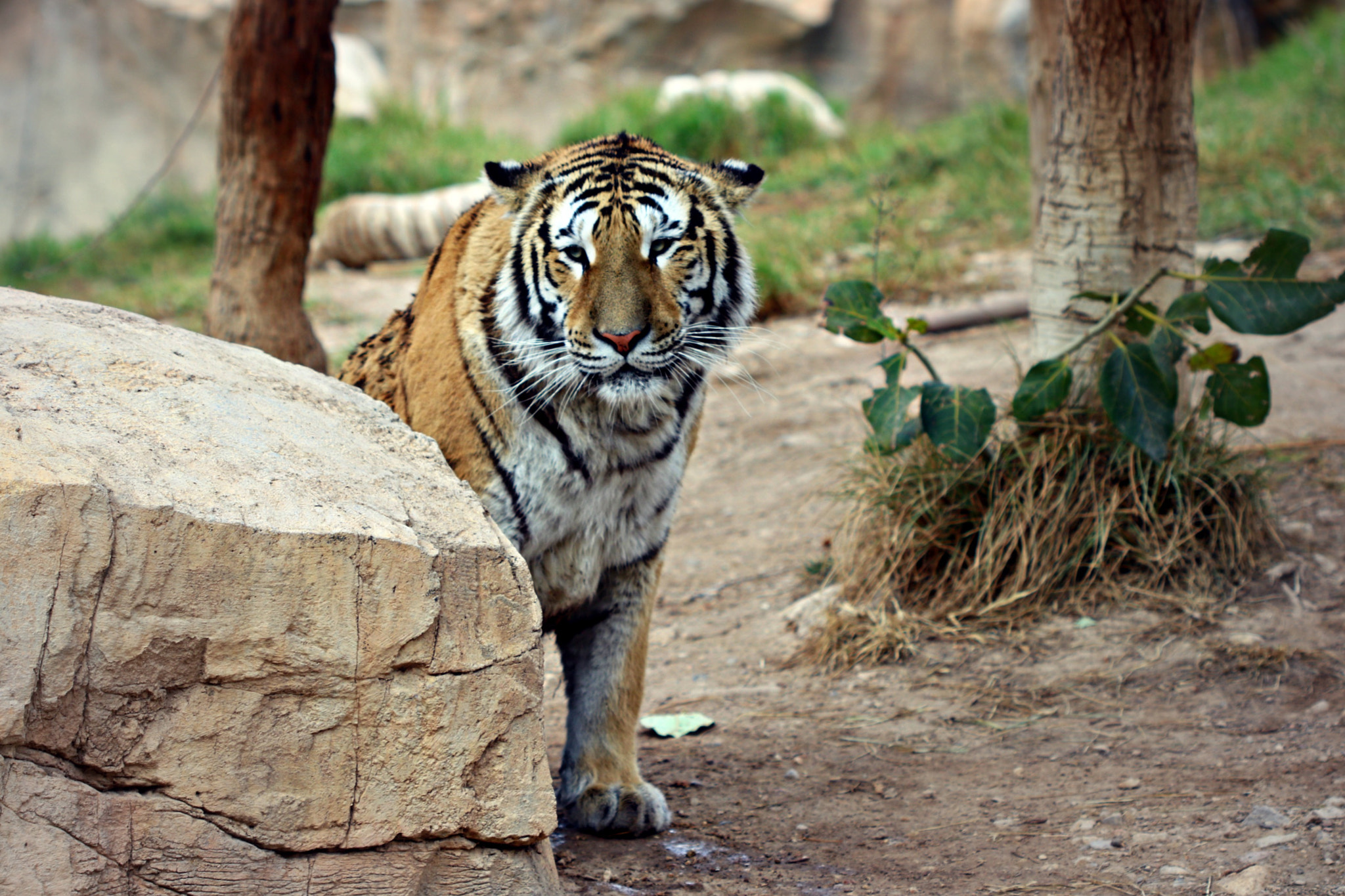 Canon EF 100mm F2.8 Macro USM sample photo. Tiger power photography