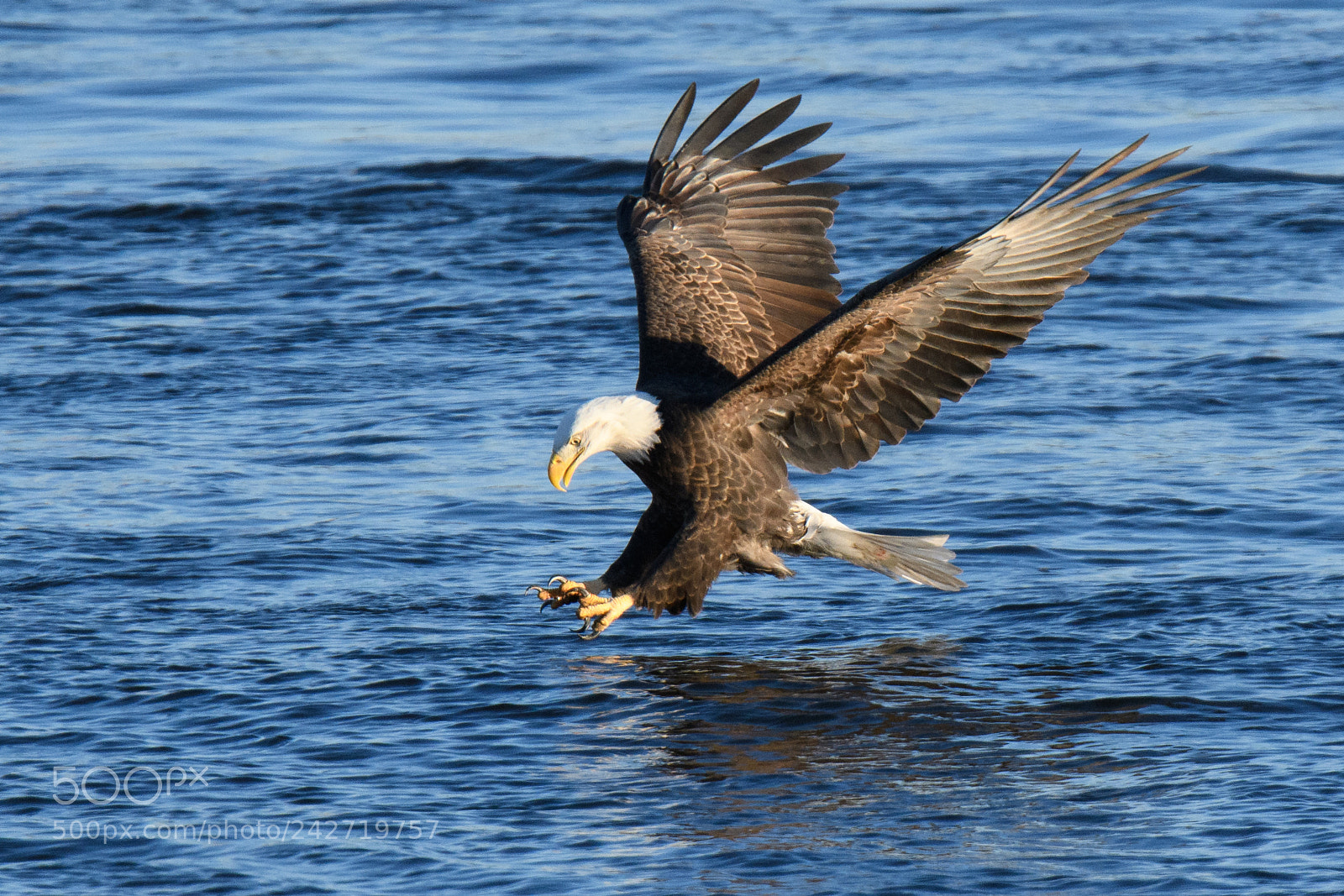 Nikon D500 sample photo. The catch photography