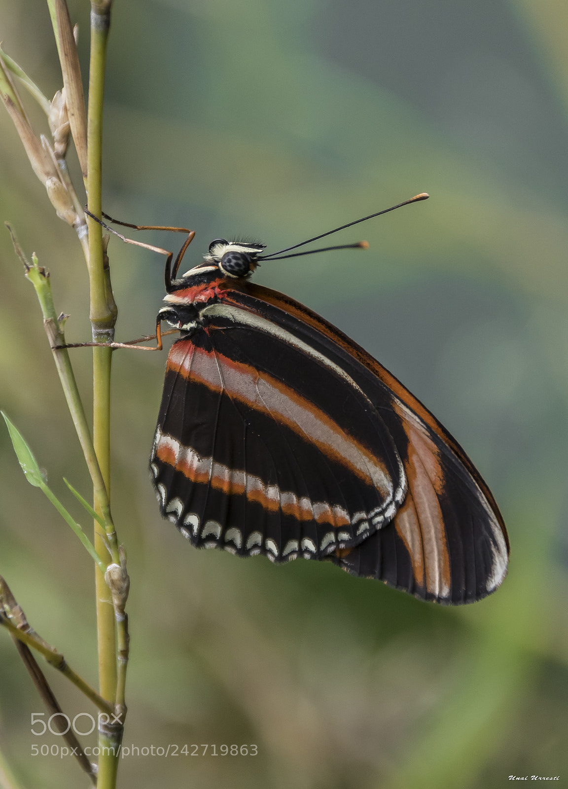 Canon EOS 77D (EOS 9000D / EOS 770D) sample photo. Mariposa. photography