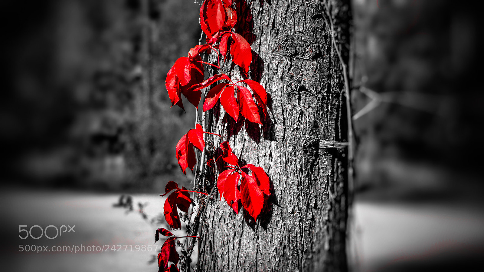 Canon EOS 750D (EOS Rebel T6i / EOS Kiss X8i) sample photo. Tree photography