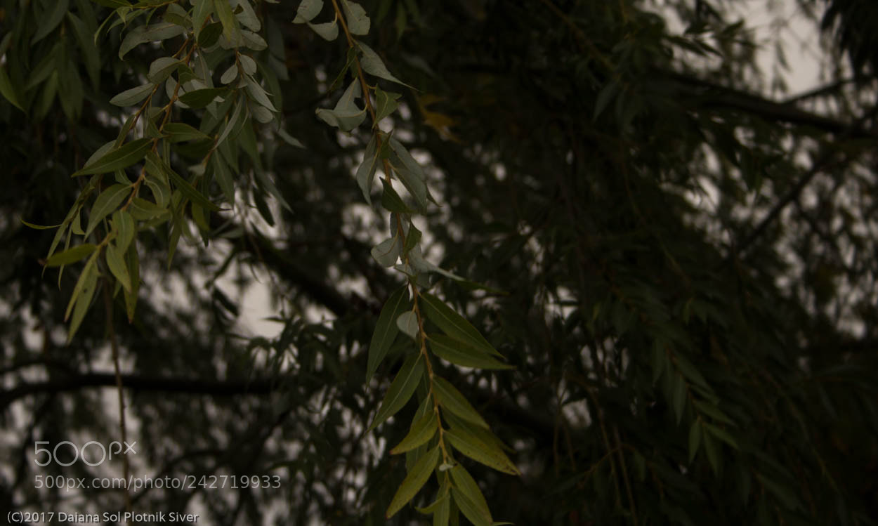 Canon EOS 1200D (EOS Rebel T5 / EOS Kiss X70 / EOS Hi) sample photo. Hojas verdes photography