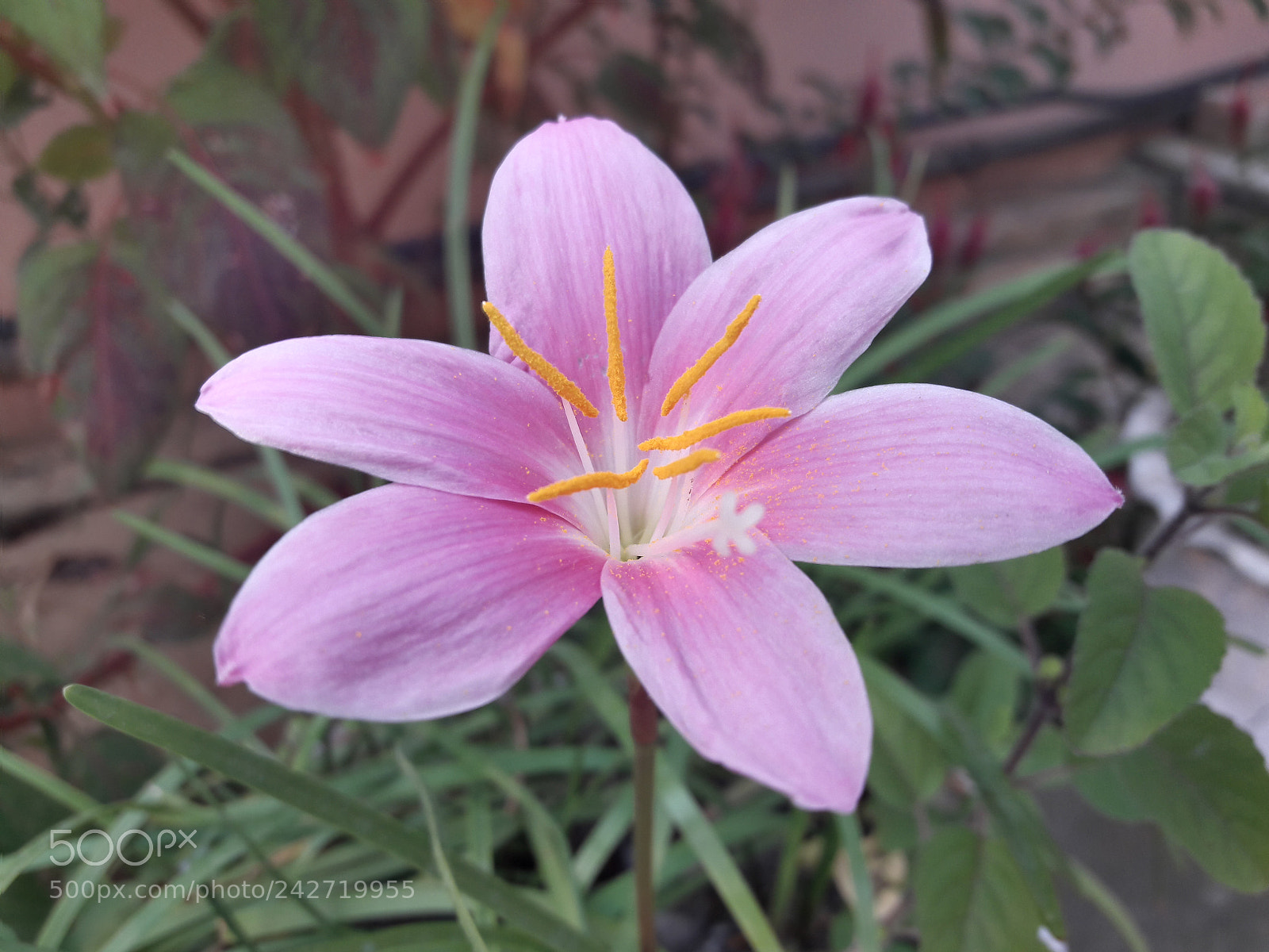 Samsung Galaxy A5(2016) sample photo. Closeup with mobile... photography