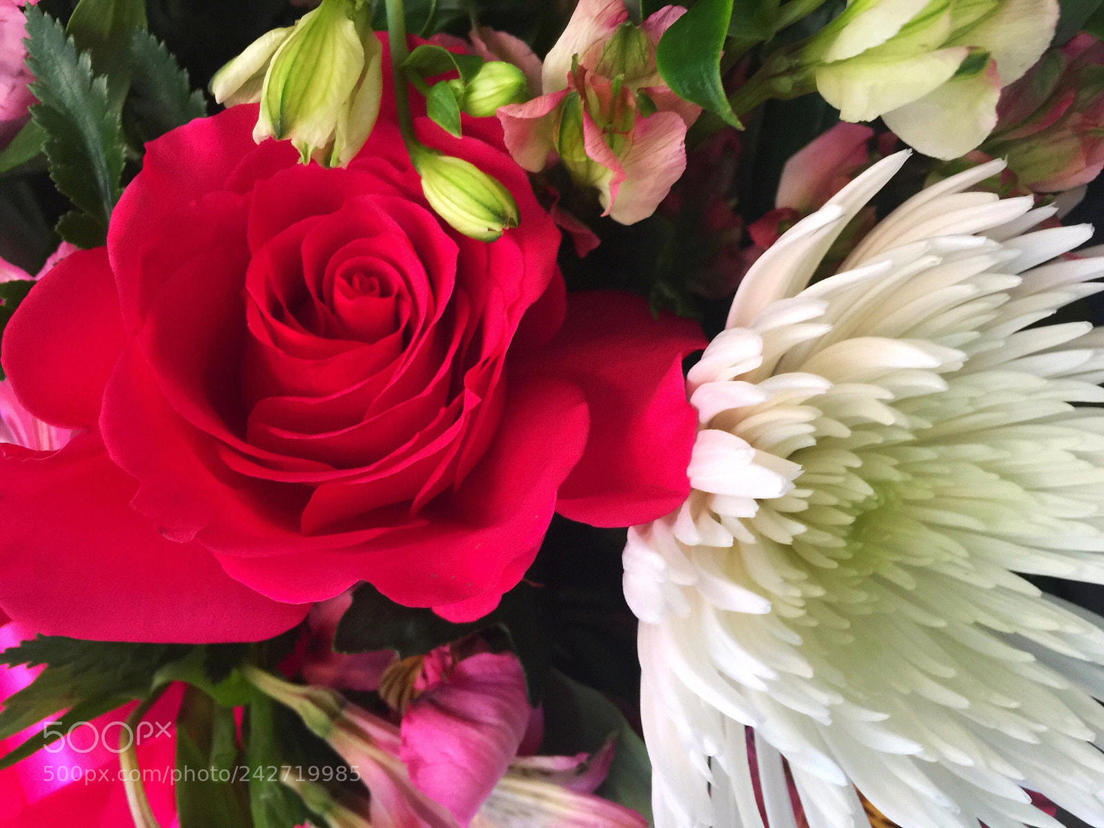 Apple iPhone 6 Plus sample photo. Today’s flower ? photography