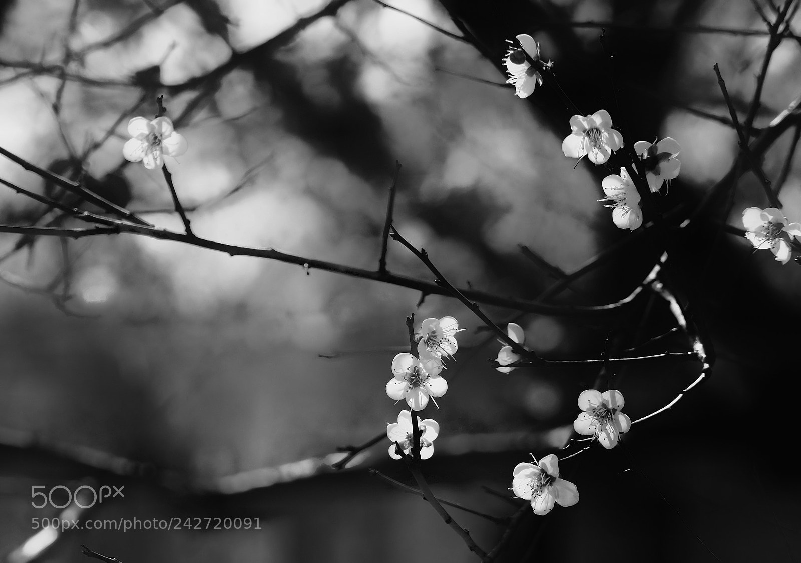 Olympus PEN-F sample photo. Untitled photography