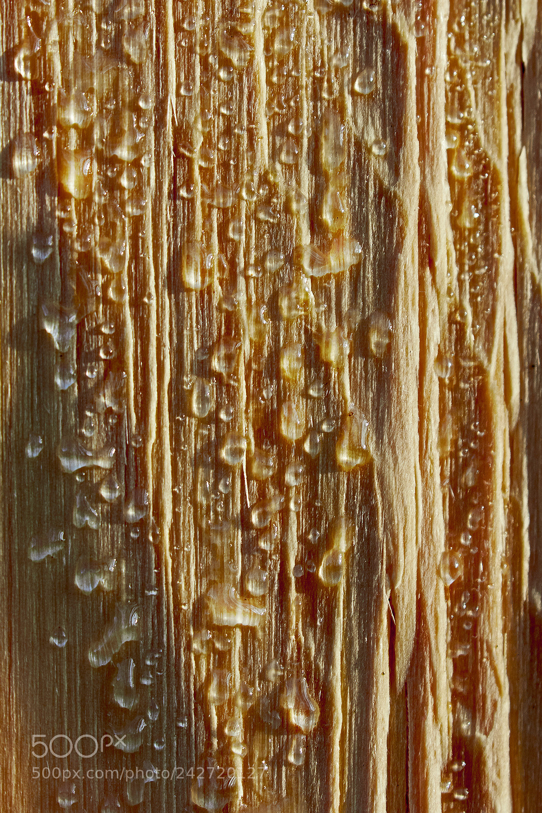 Canon EOS 7D Mark II sample photo. Tree's tears photography