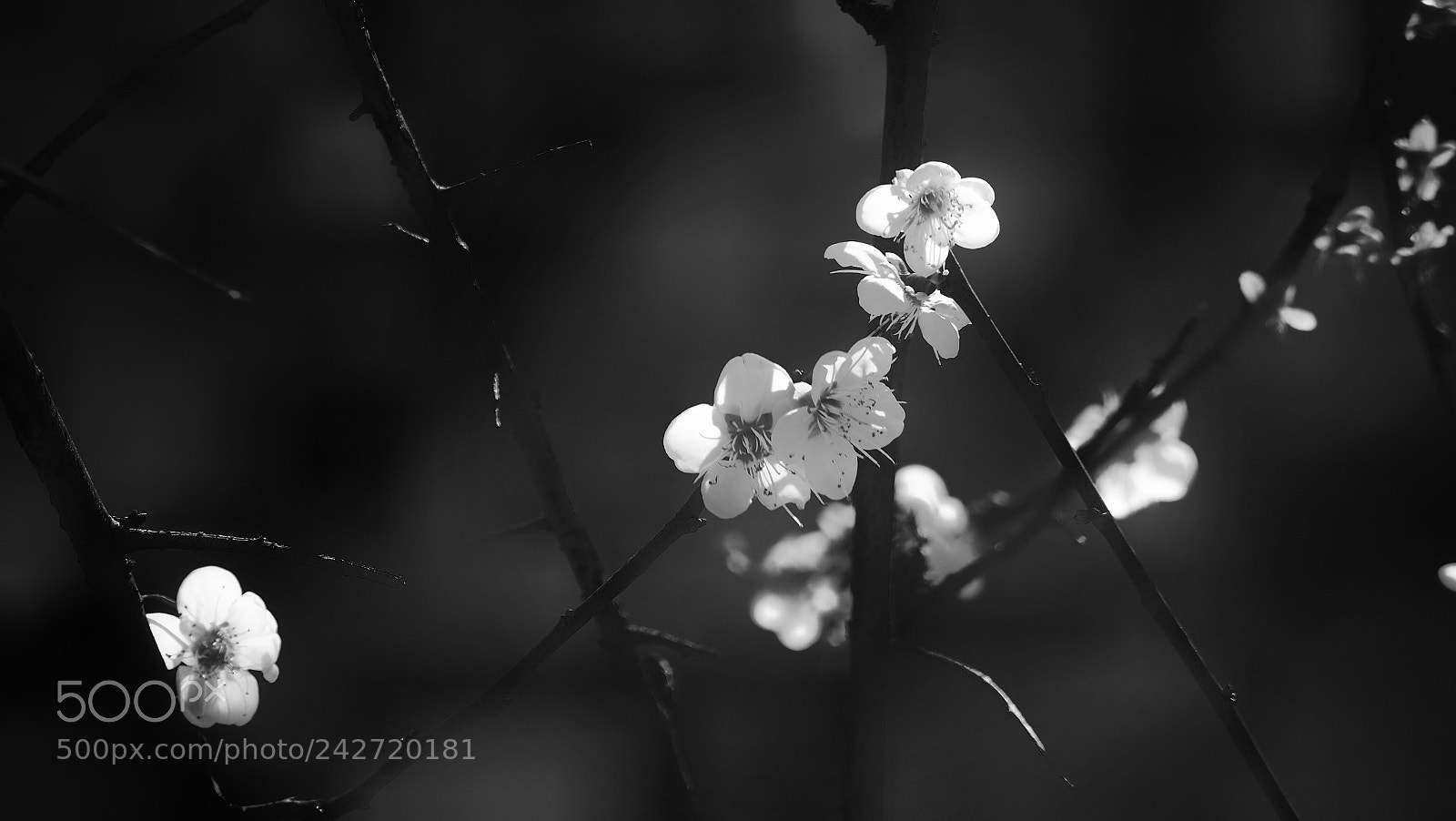 Olympus PEN-F sample photo. Untitled photography
