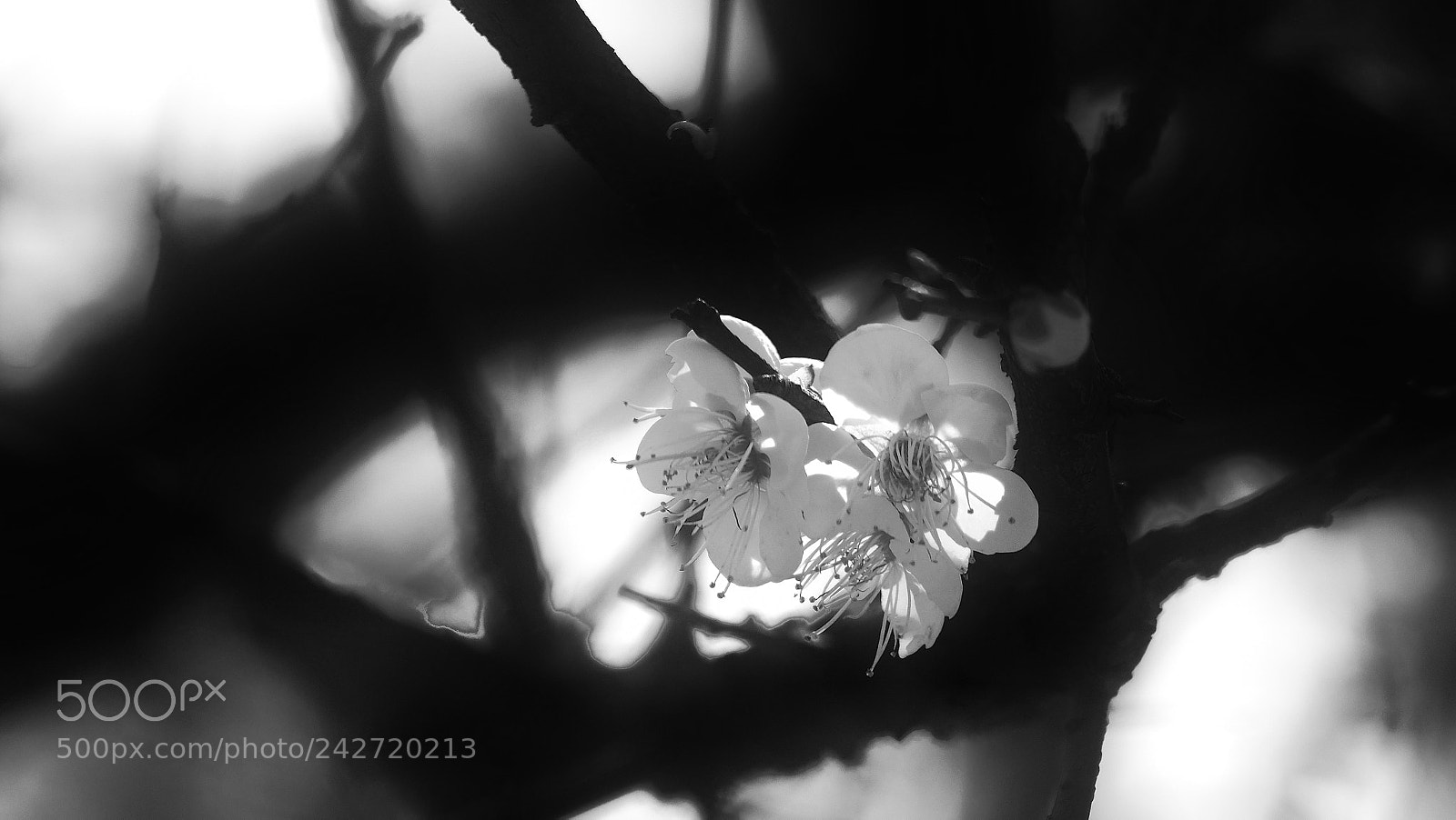 Olympus PEN-F sample photo. Untitled photography