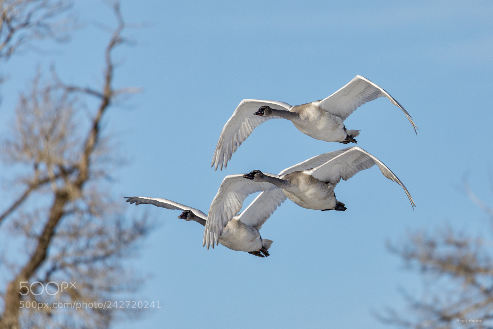 Canon EOS sample photo. Trumpeter swans photography