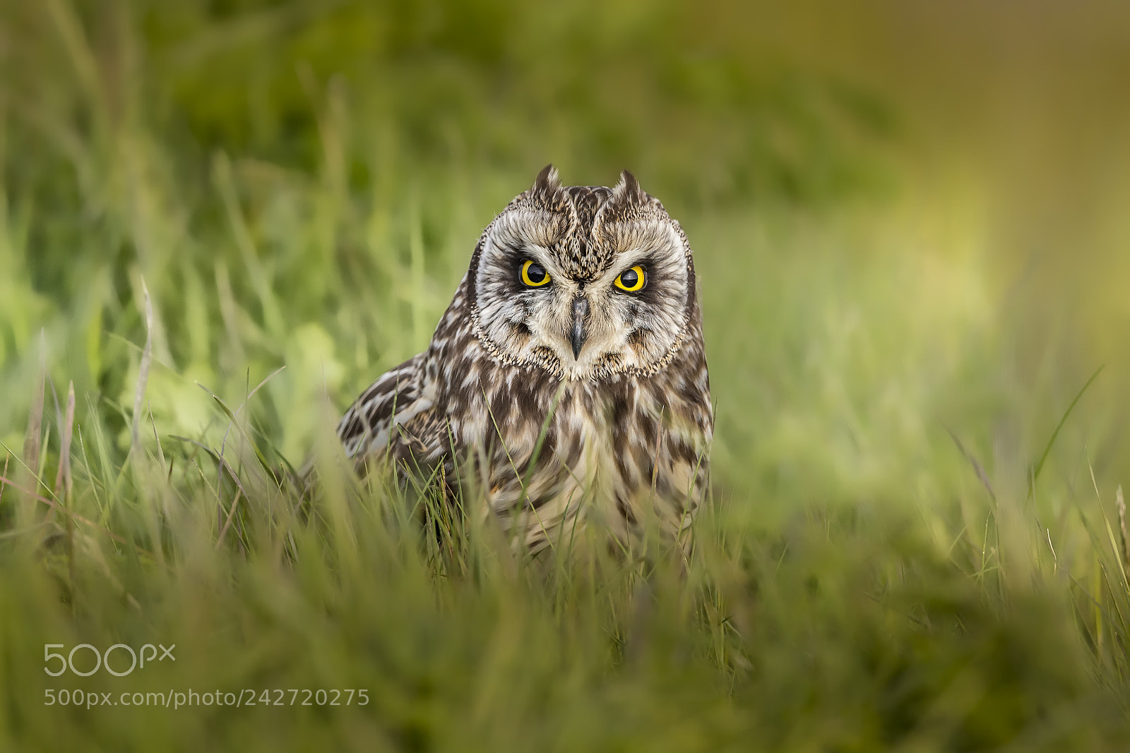 Canon EOS-1D X sample photo. Short-eared owl photography