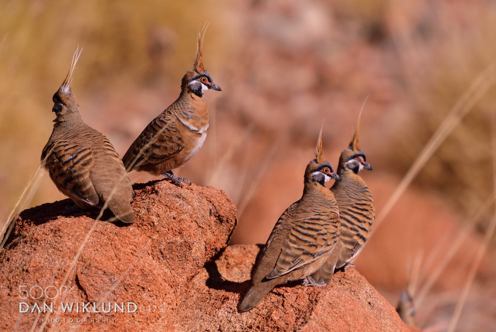 Nikon D800 sample photo. Spinifex pigeons on the photography