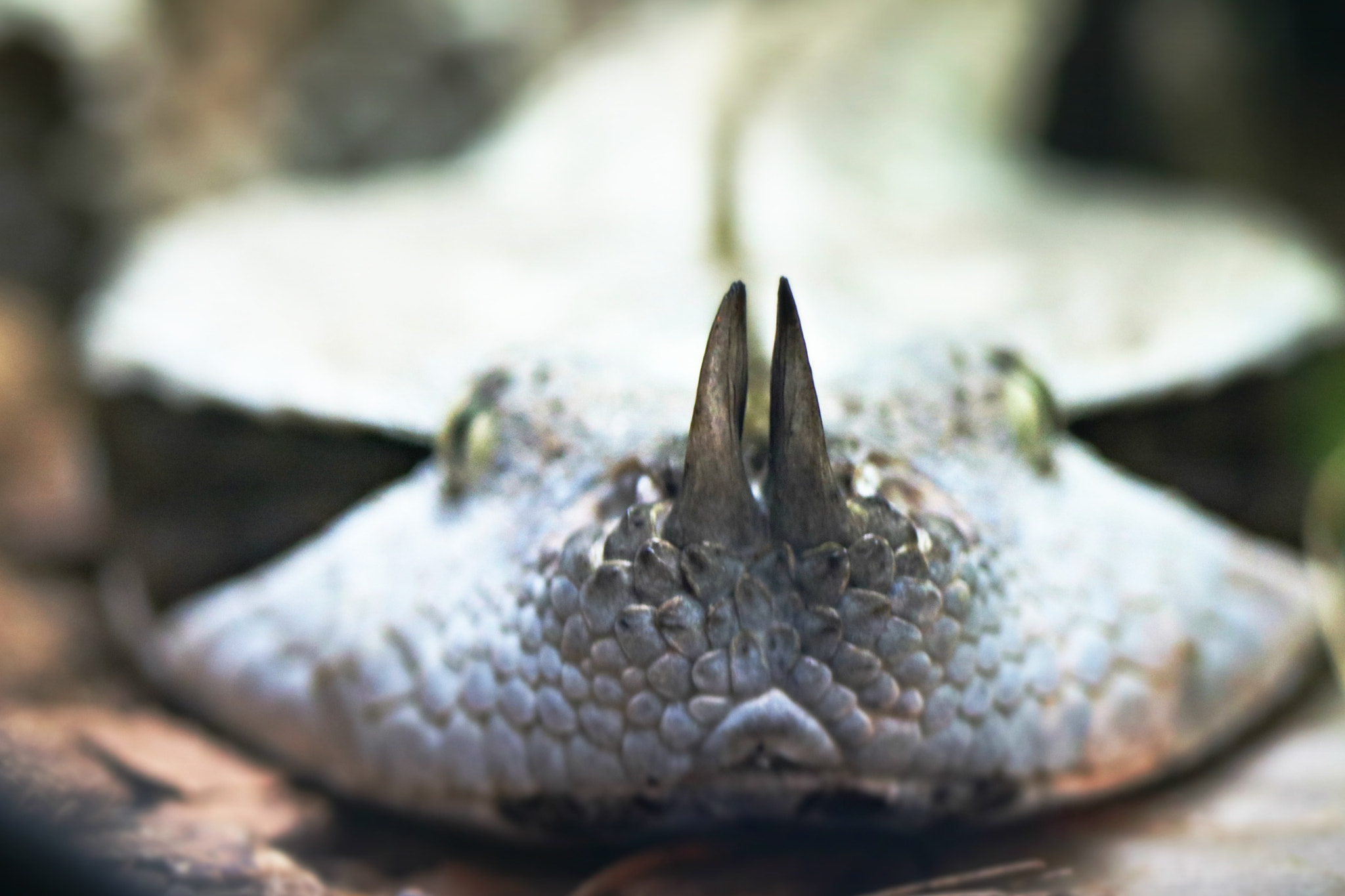 Canon EF 100mm F2.8 Macro USM sample photo. Snakey photography