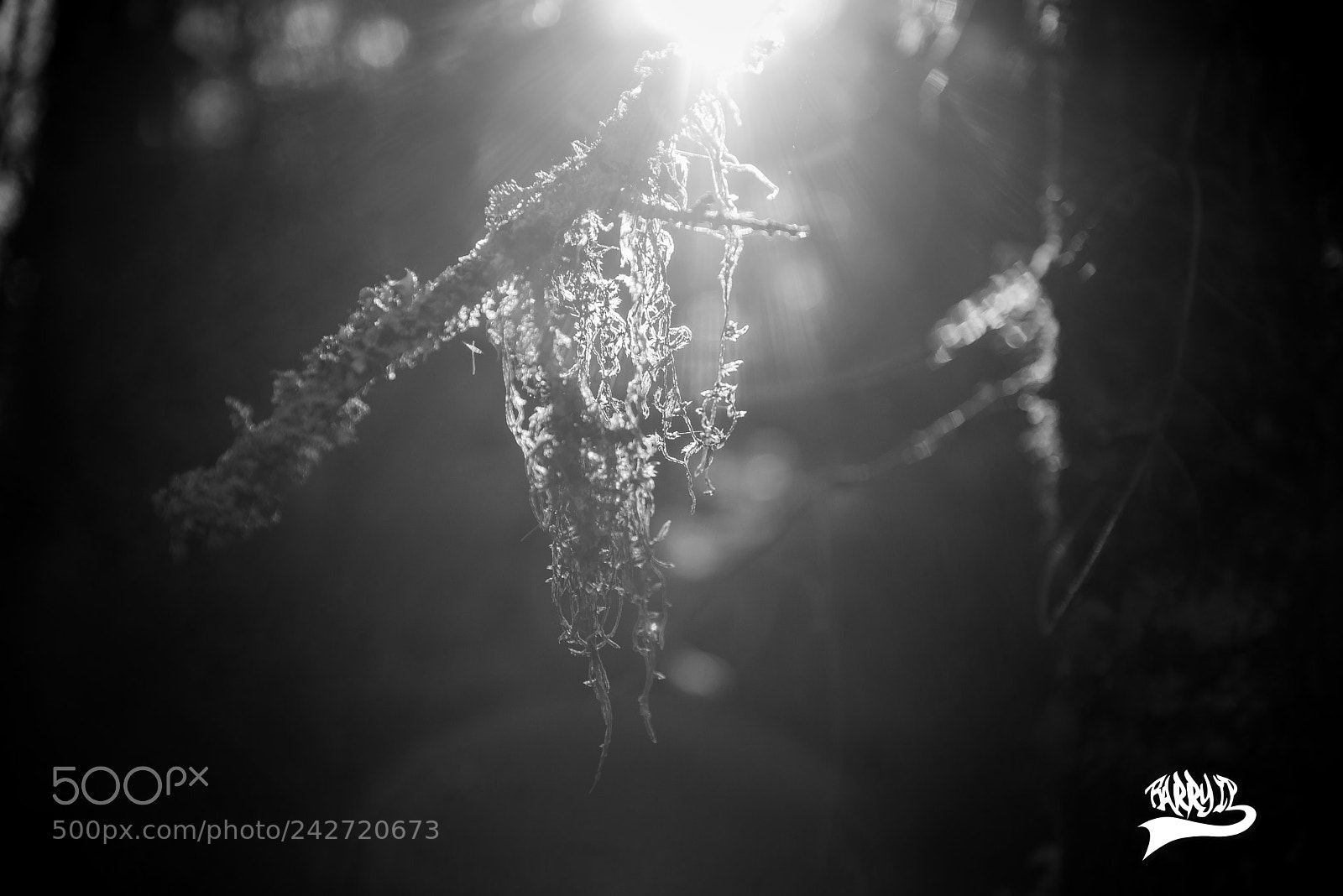 Nikon D610 sample photo. Believe photography