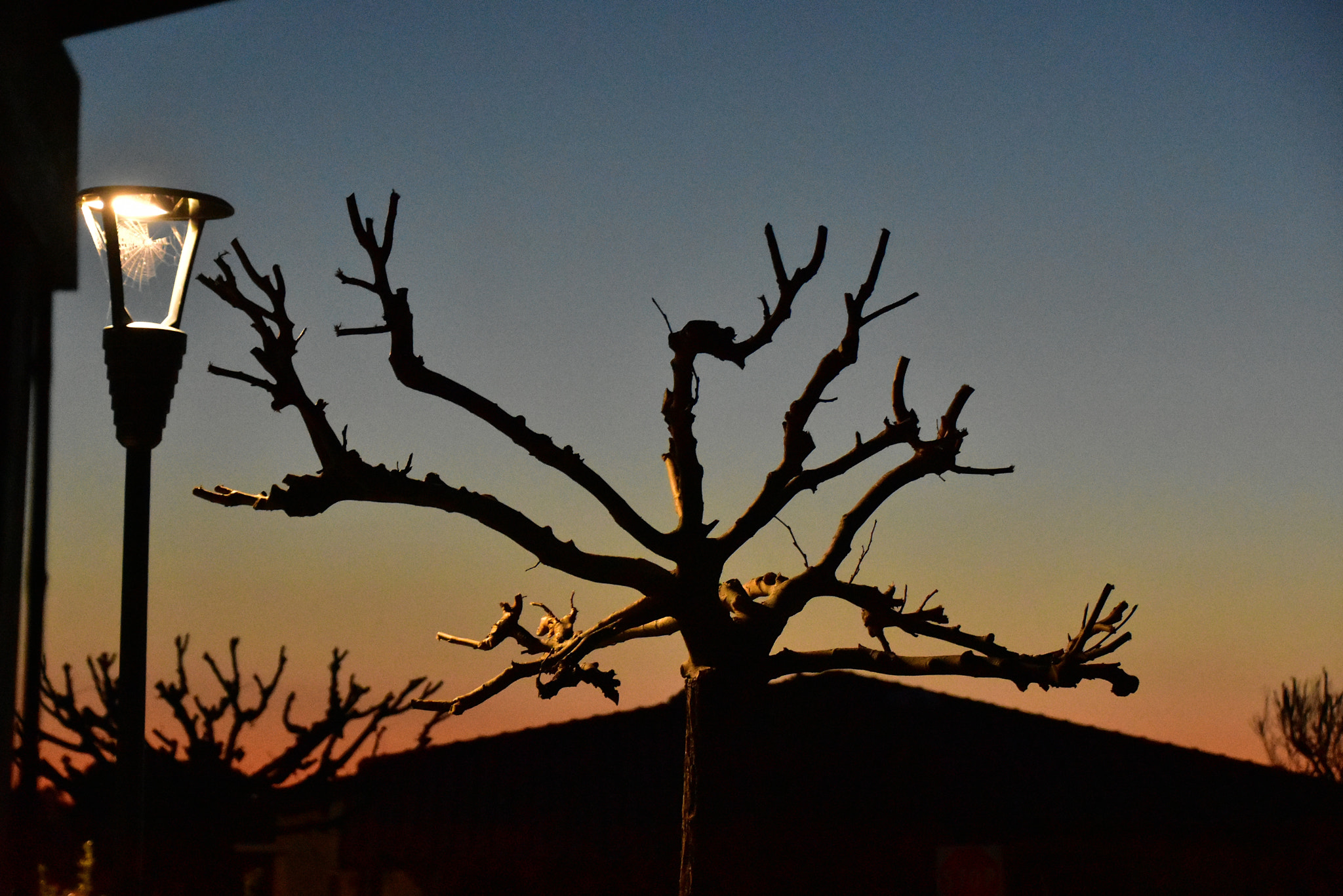 Nikon D7200 sample photo. Due ragnatele photography