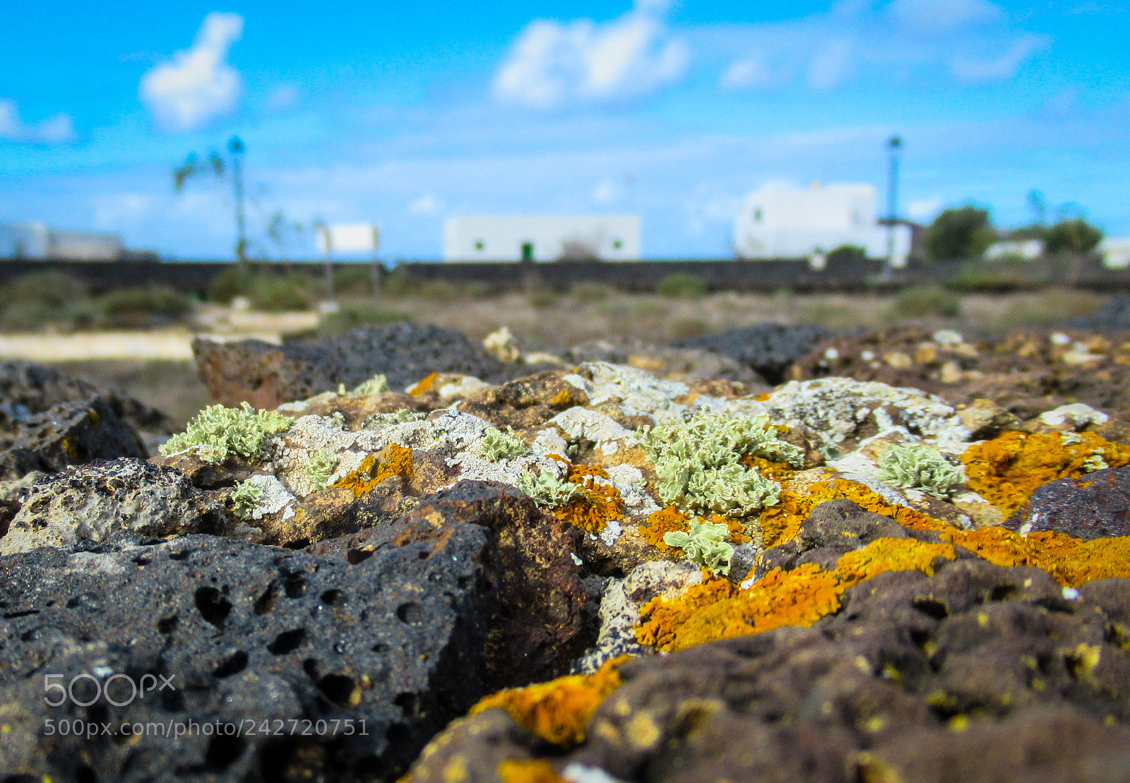 Canon PowerShot SX620 HS sample photo. Lichen on the lava photography