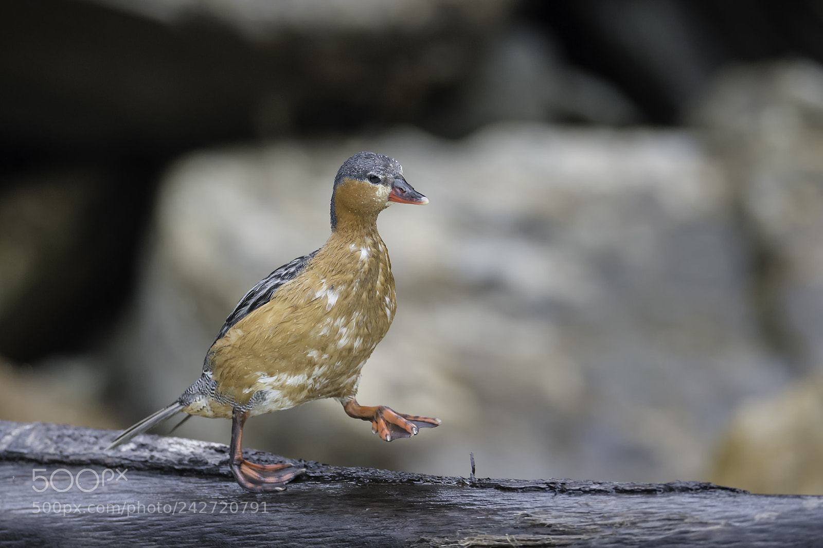 Nikon D500 sample photo. Torrent duck walk this photography