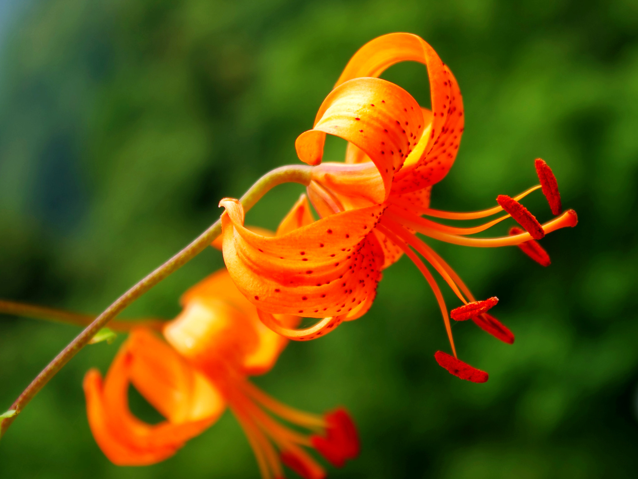 smc PENTAX-DA L 18-55mm F3.5-5.6 sample photo. Stamens photography