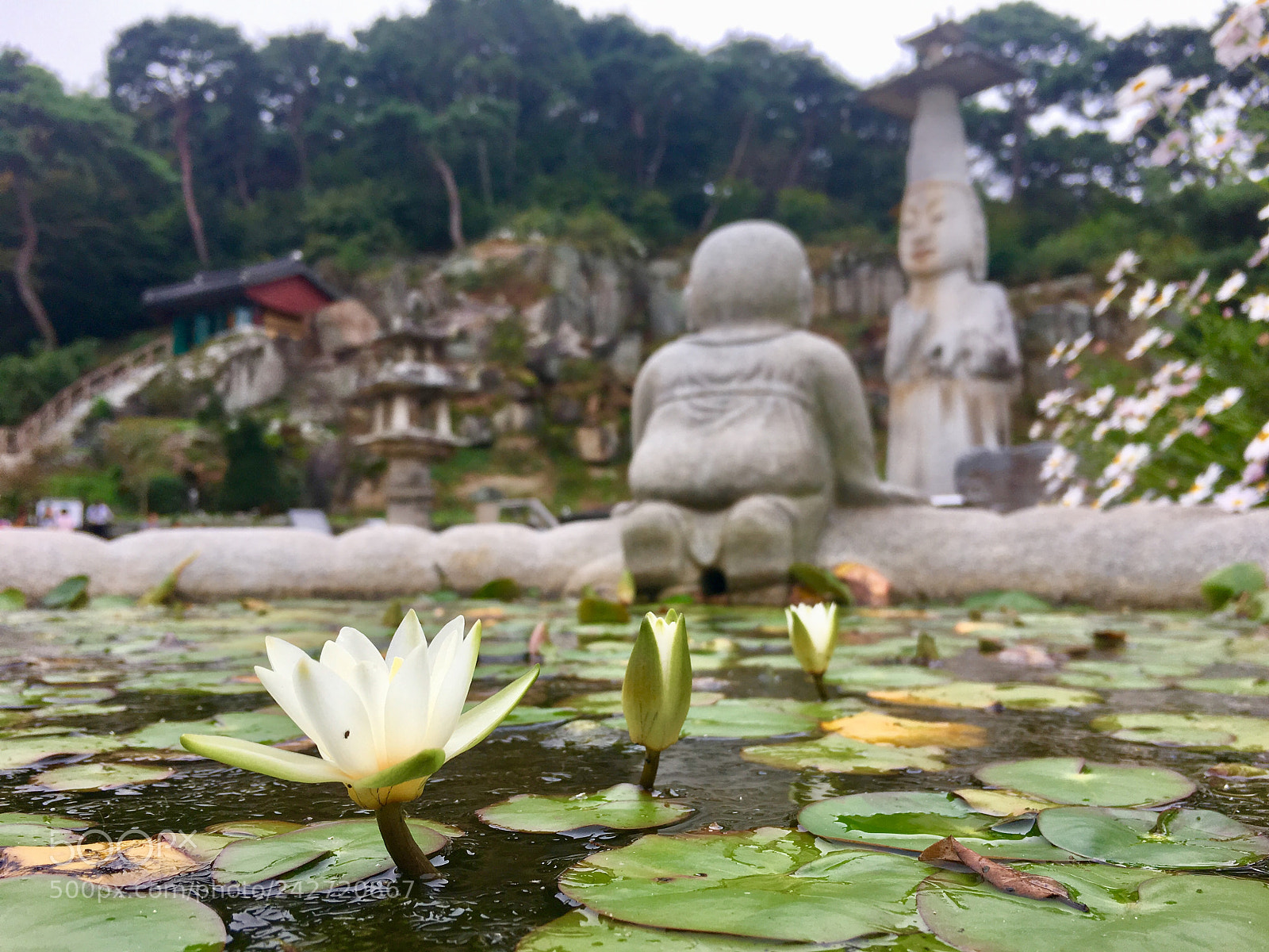 Apple iPhone 6s sample photo. Lesson photography